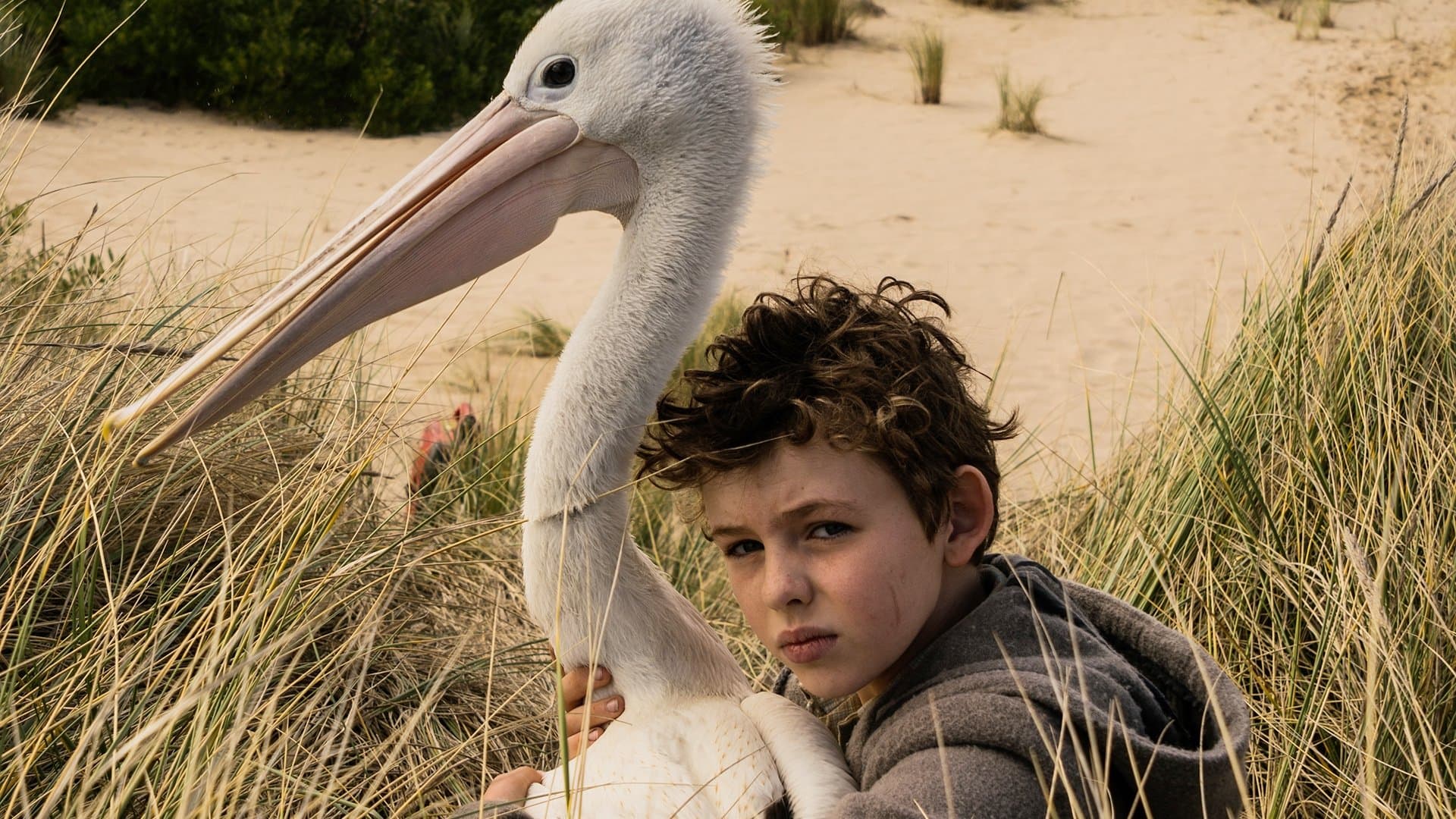 Storm Boy - Il ragazzo che sapeva volare - immagine