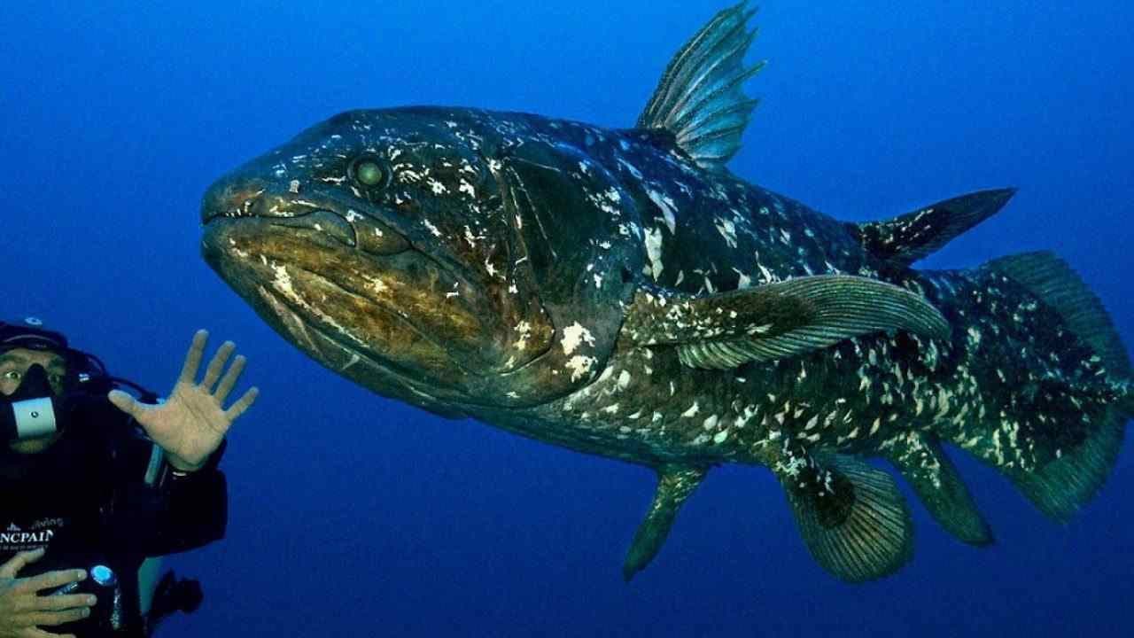 Diving With The Dinosaur Fish - immagine