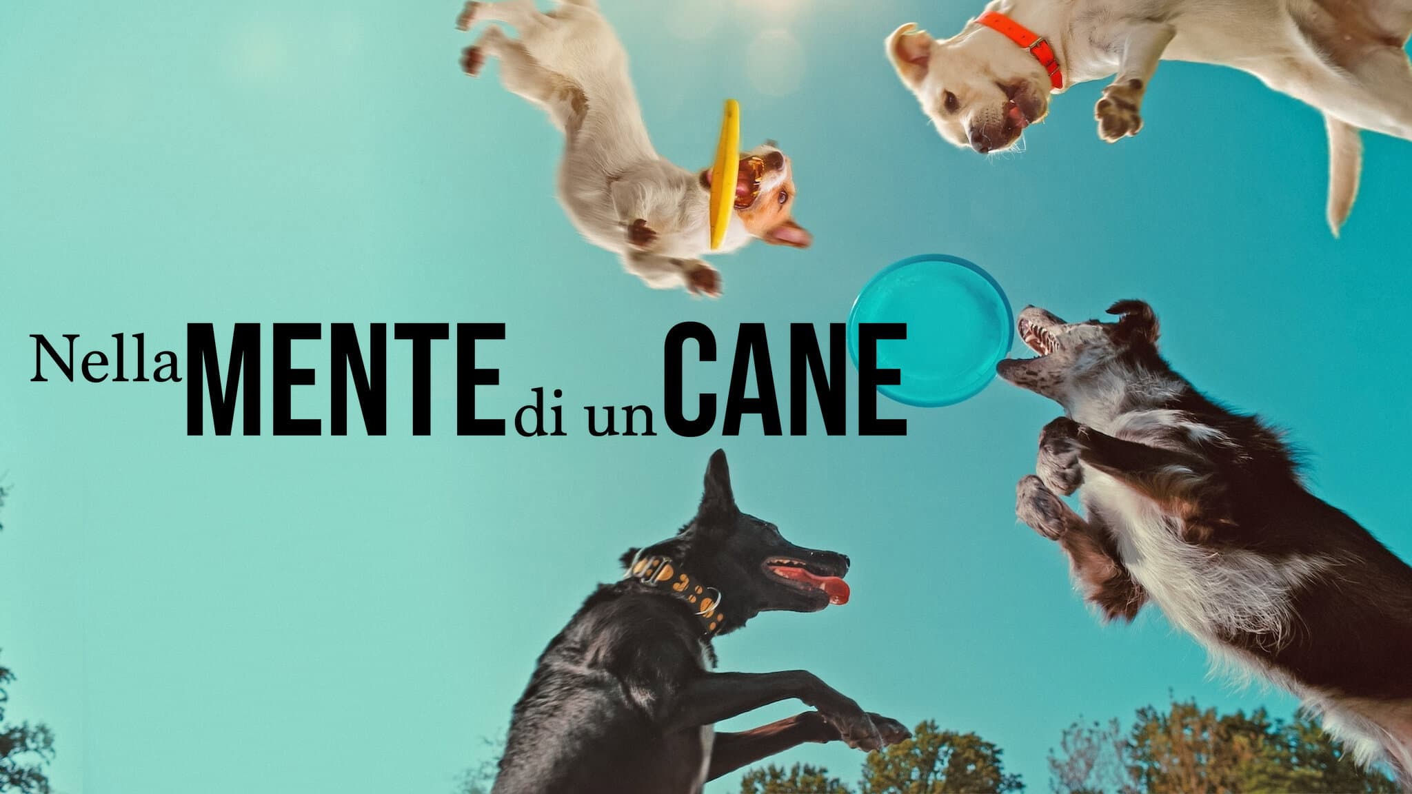 Nella mente di un cane - immagine