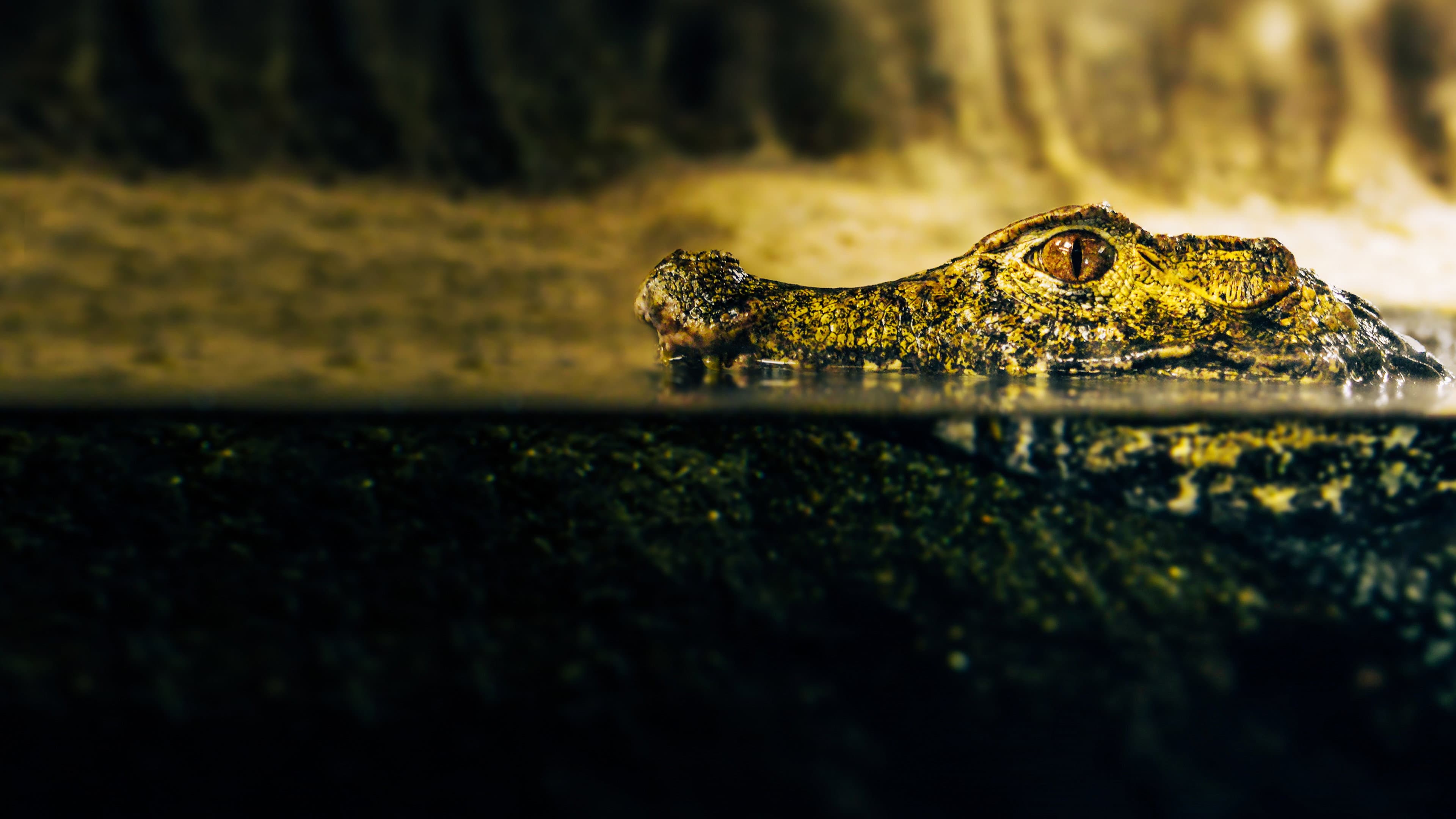 Crocodiles Revealed - immagine