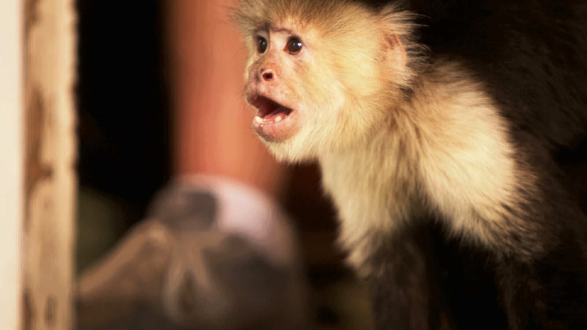 Flying Monkeys - immagine