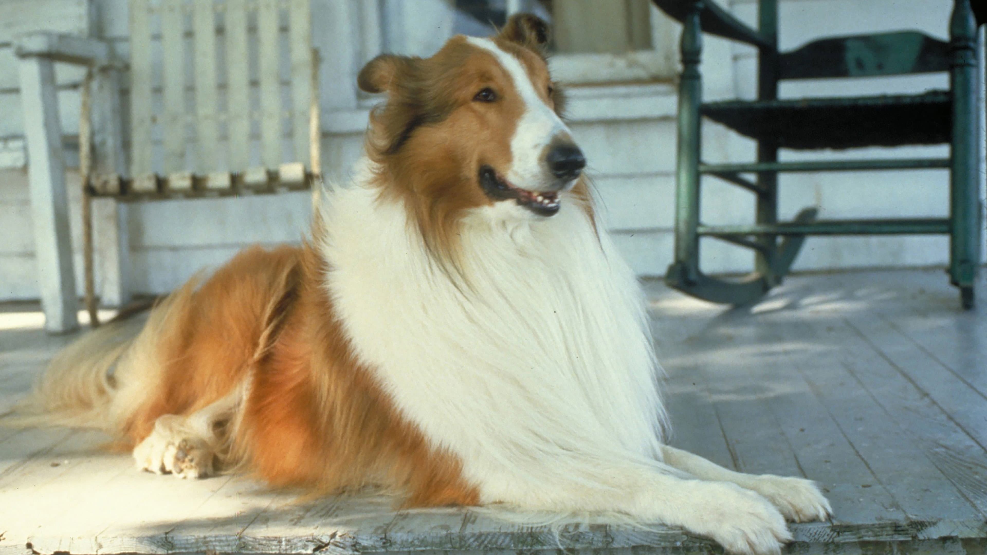 Lassie - immagine