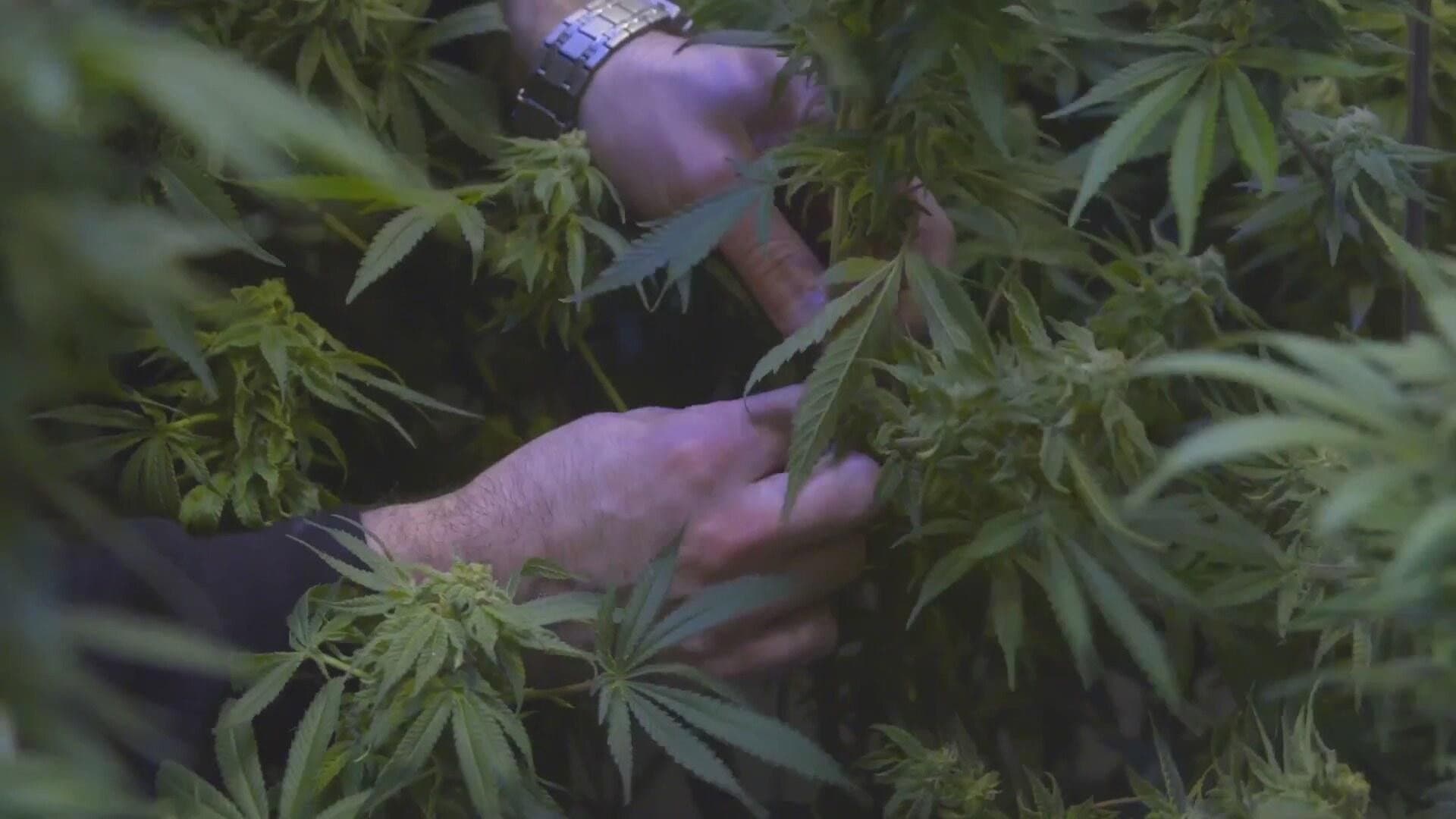 The Legend of 420 - immagine