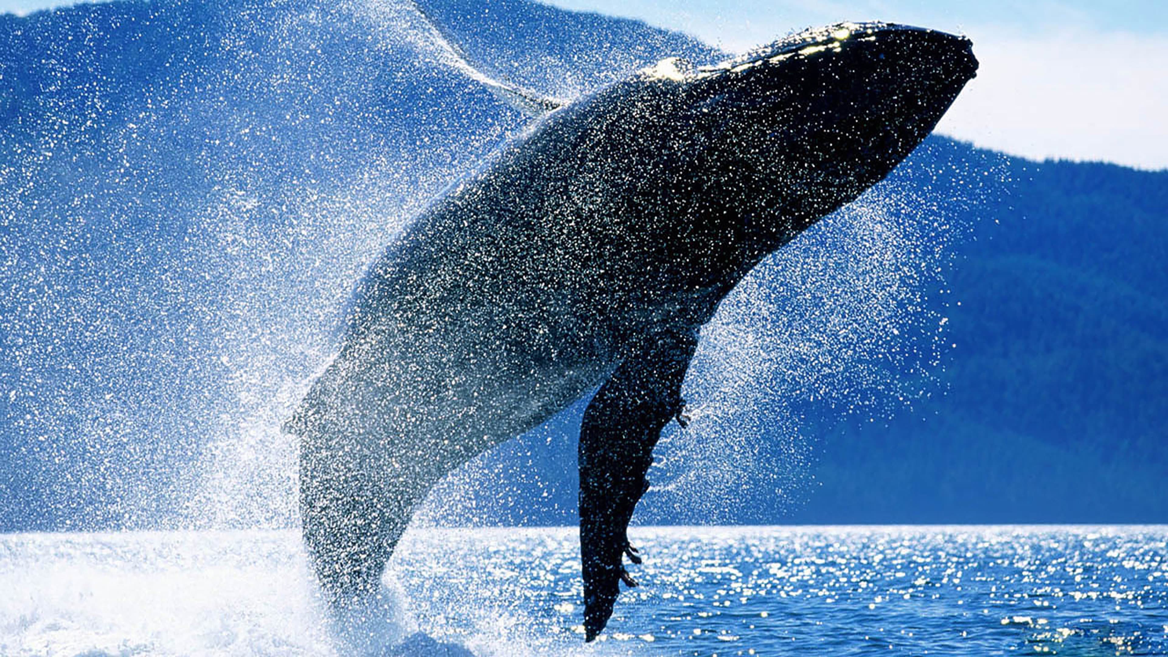 Whales: An Unforgettable Journey - immagine