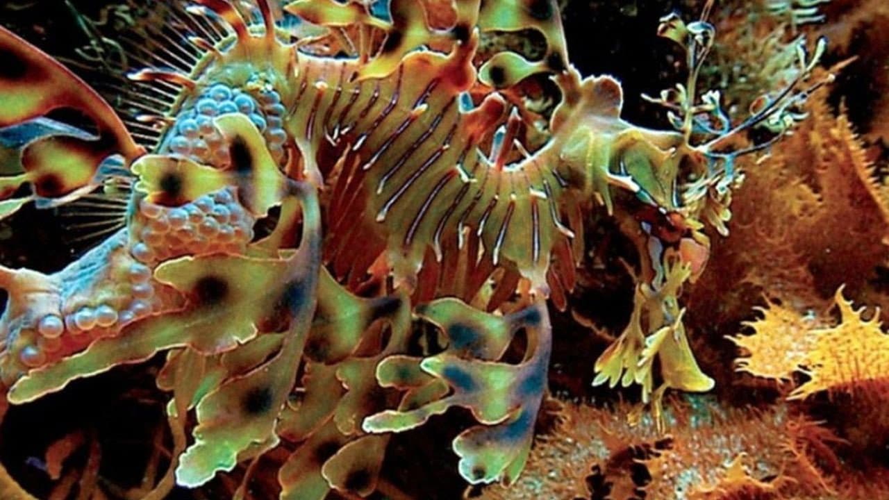 Profondo Blu - immagine