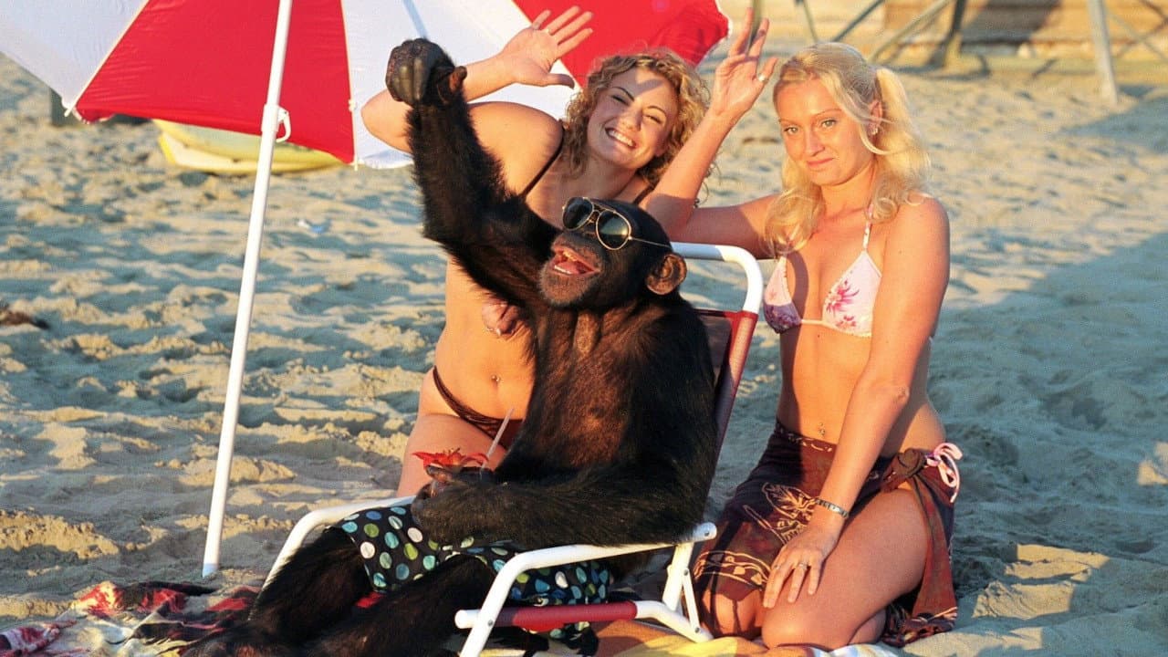 Funky Monkey - immagine