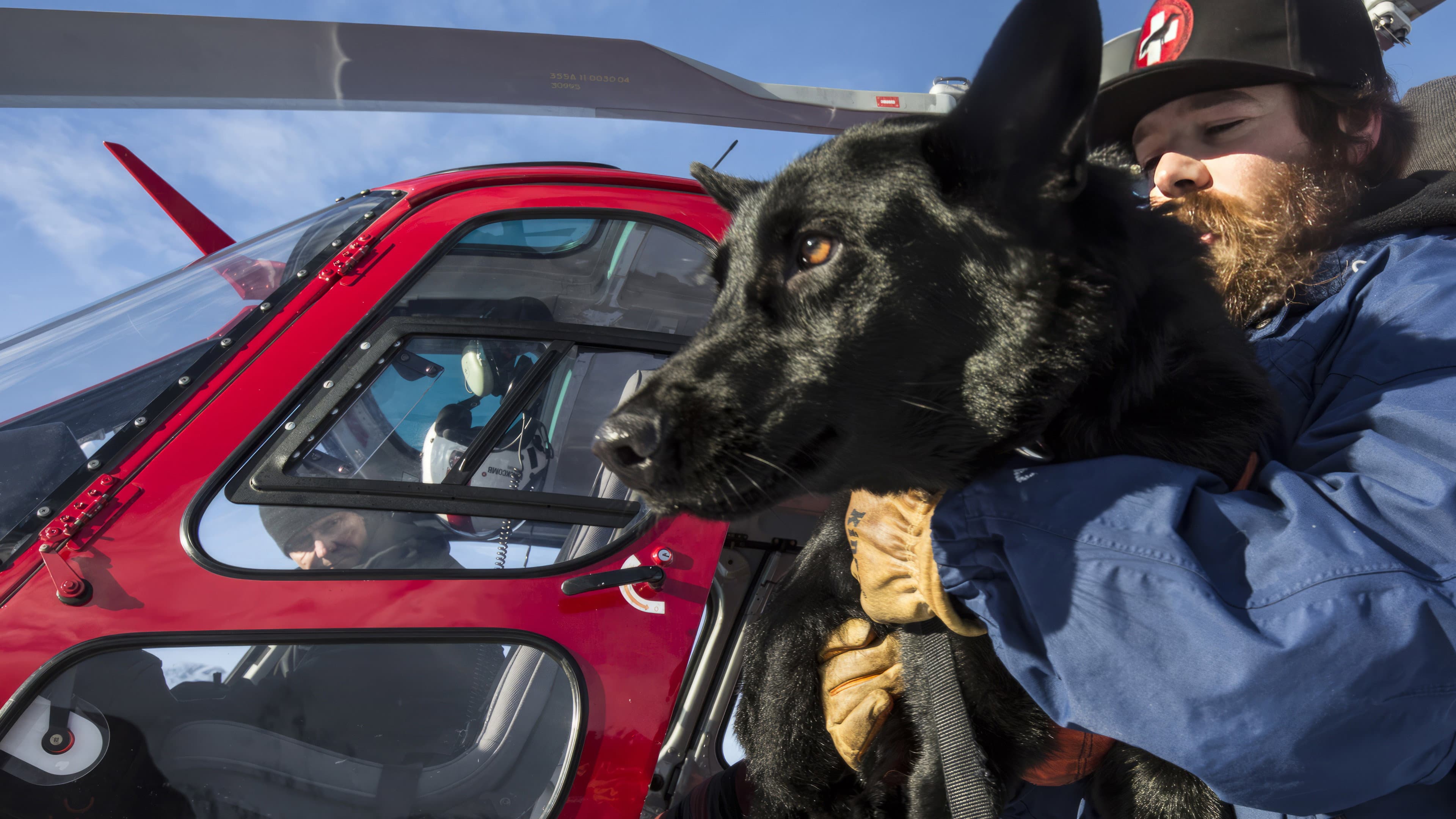 Superpower Dogs - immagine