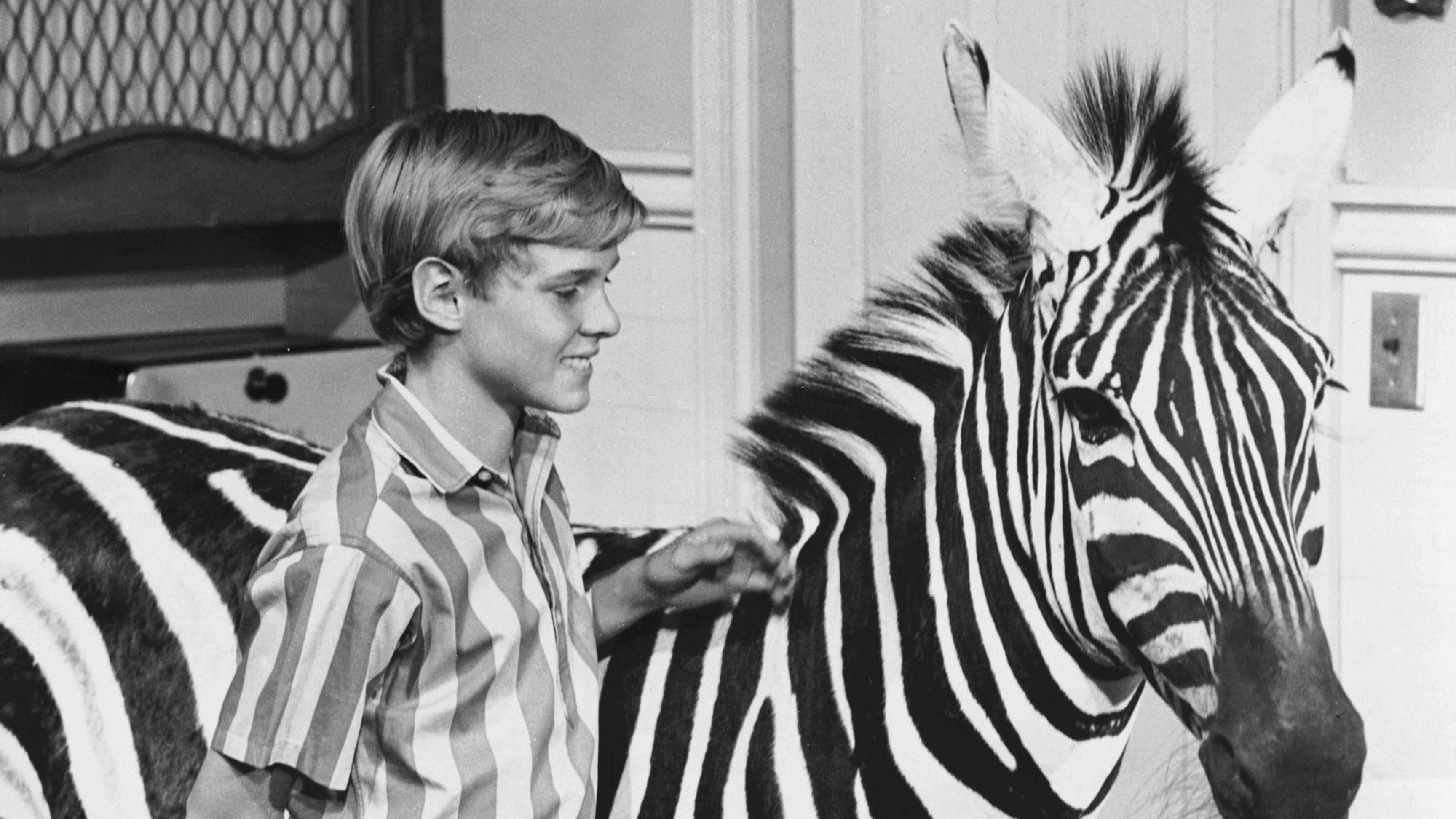 Zebra in the Kitchen - immagine