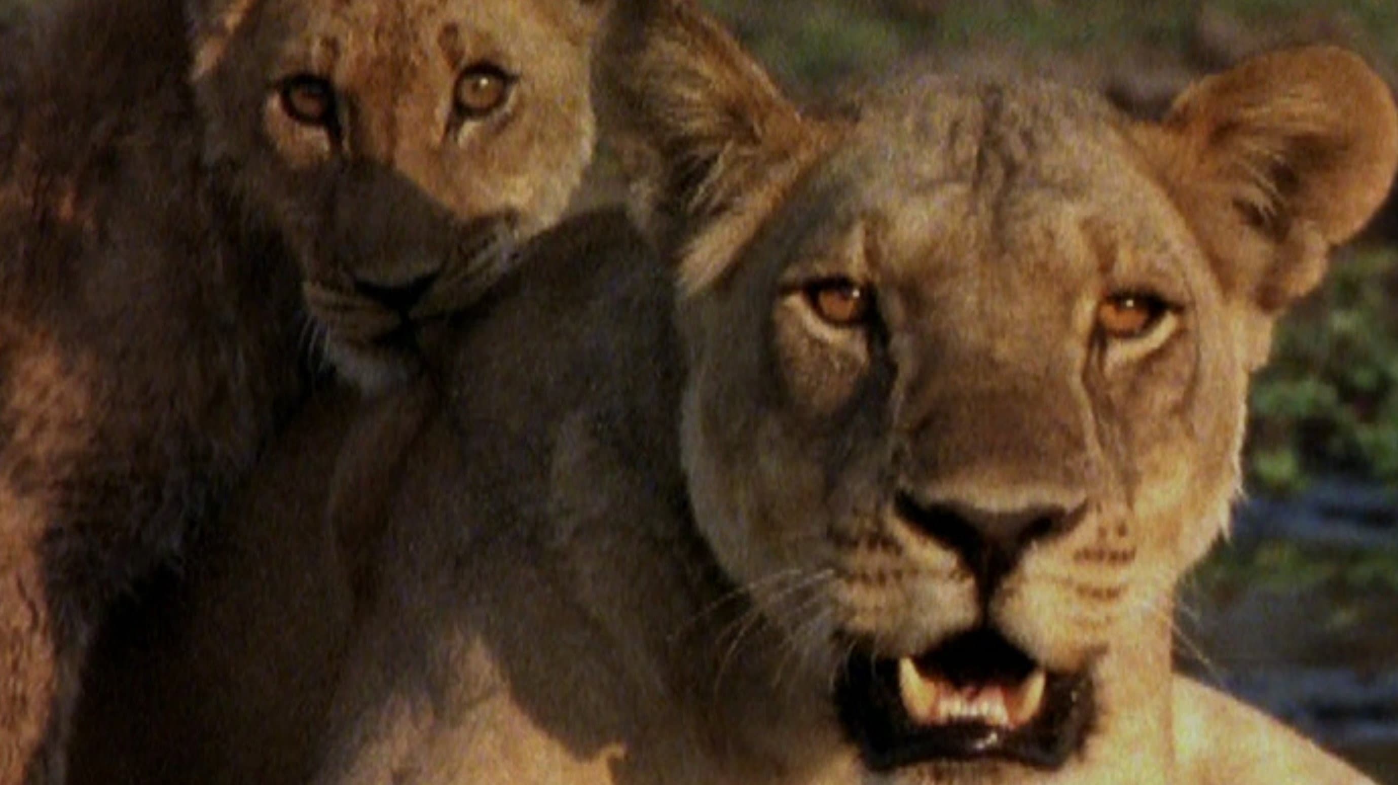 Ultimate Enemies: Elephants and Lions - immagine