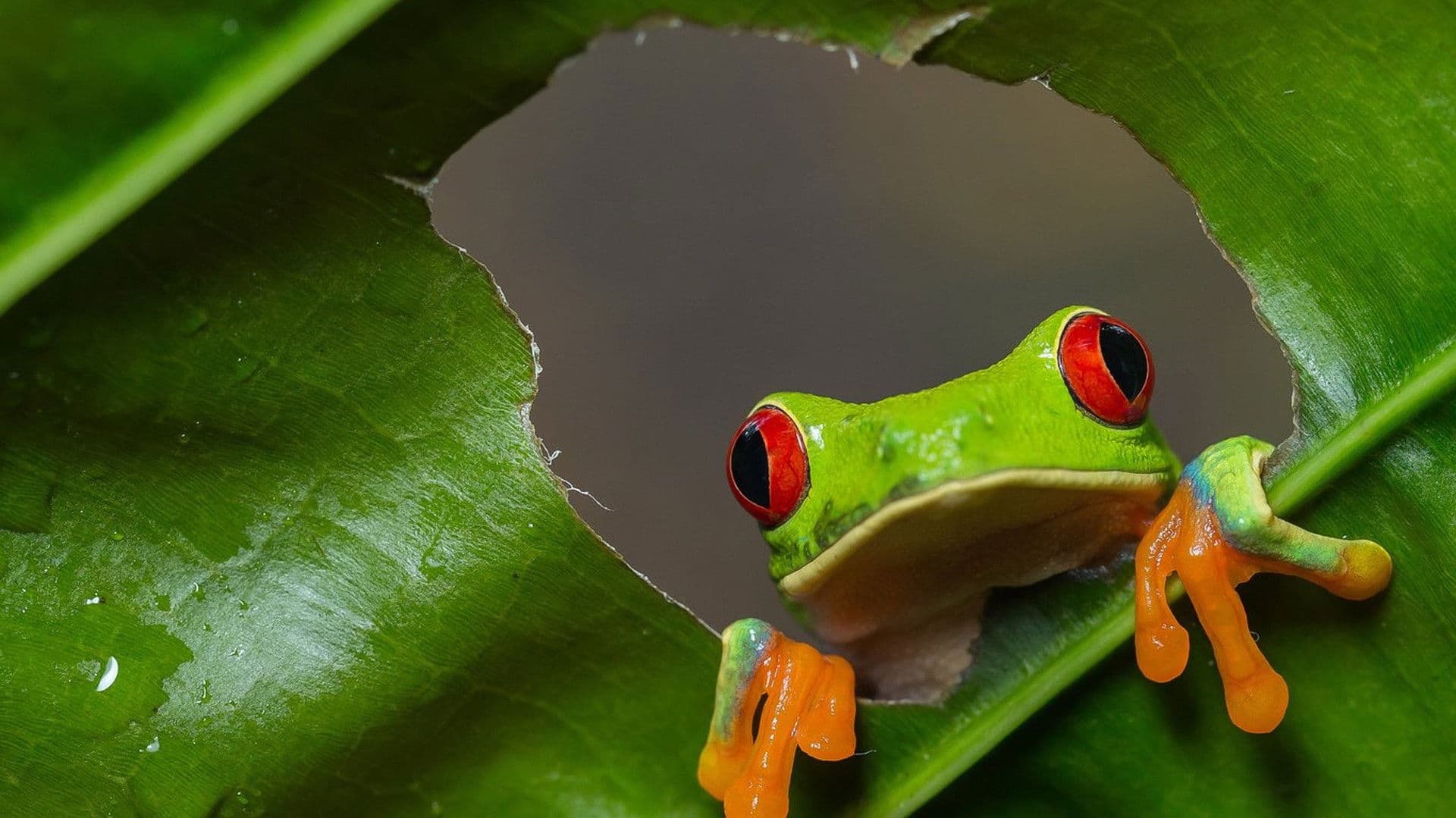 Wild Costa Rica - immagine