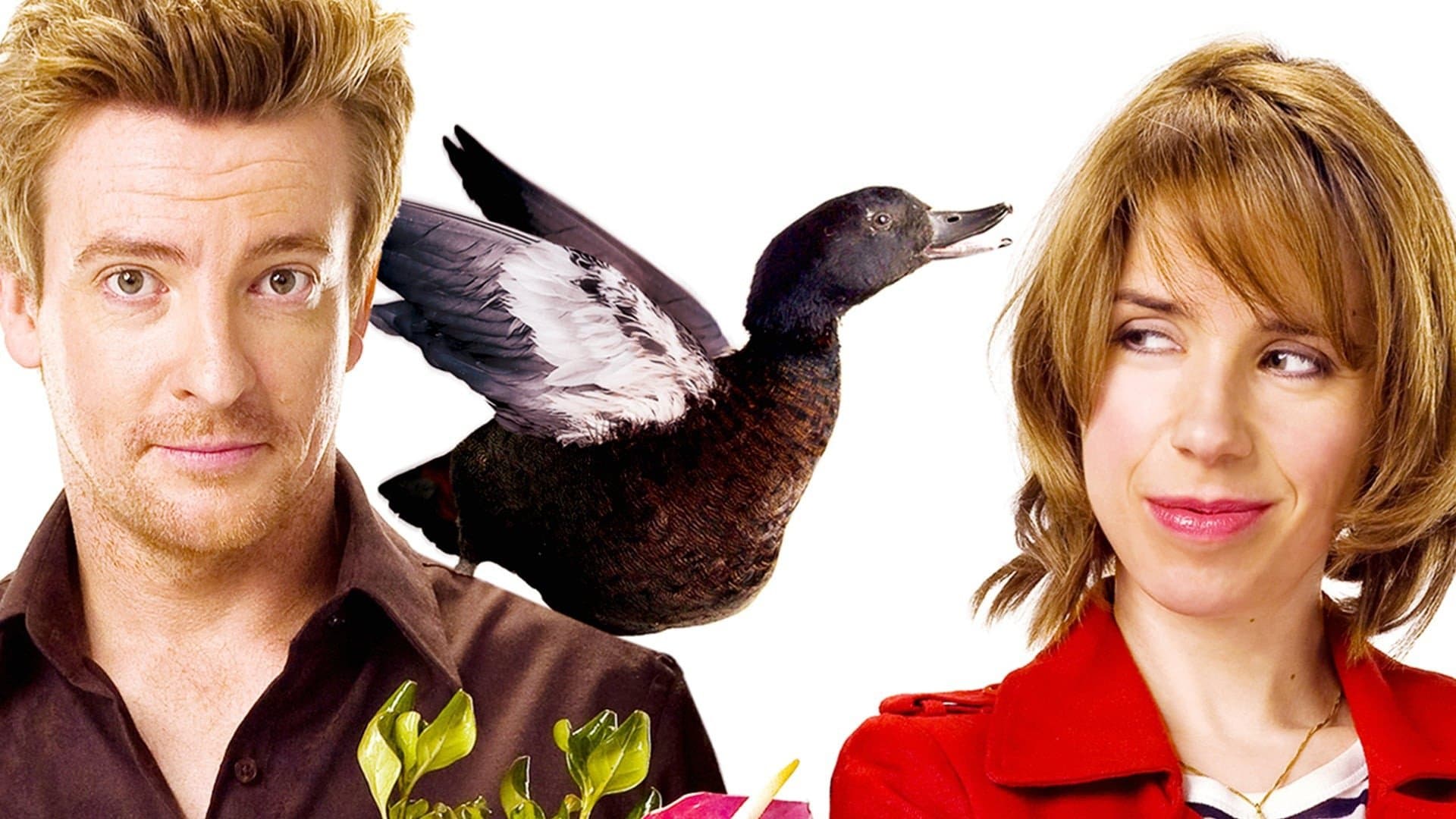 Love Birds - immagine