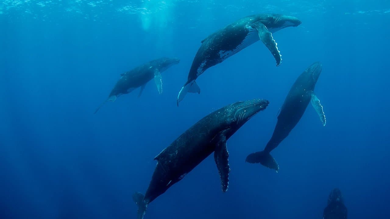 Humpback Whales - immagine