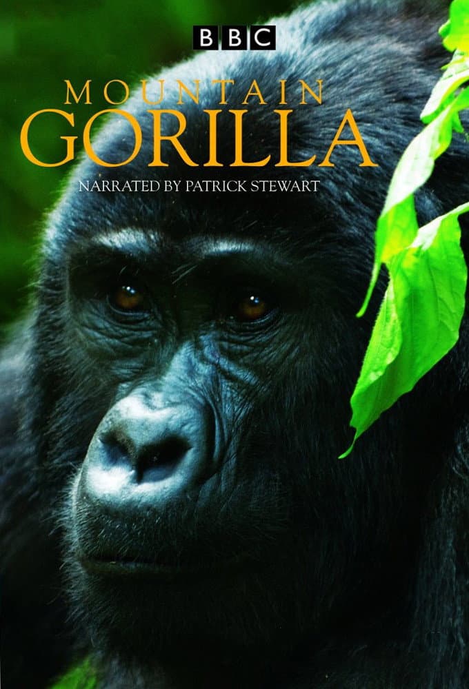Poster di Mountain Gorilla