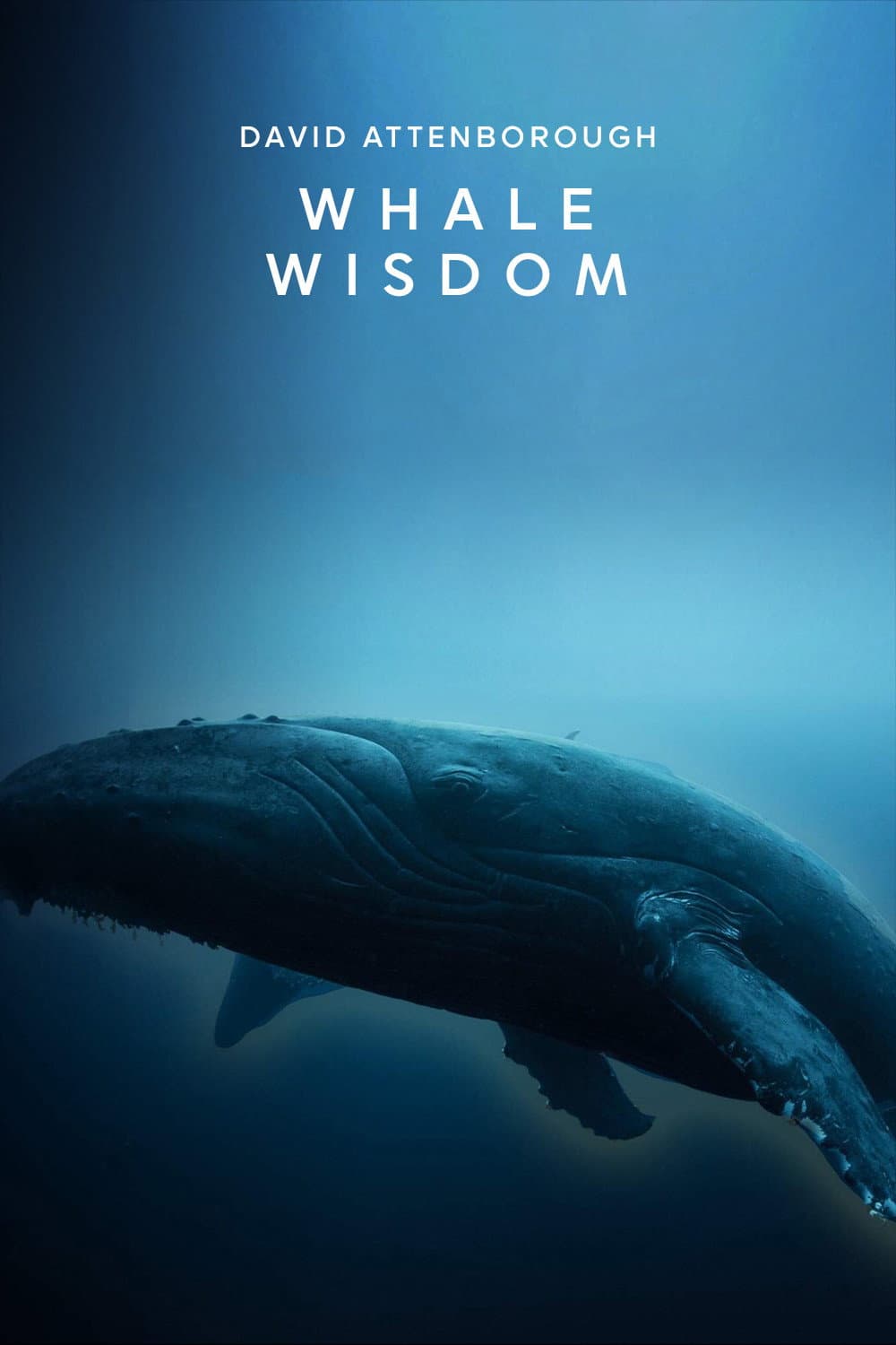 Poster di Whale Wisdom