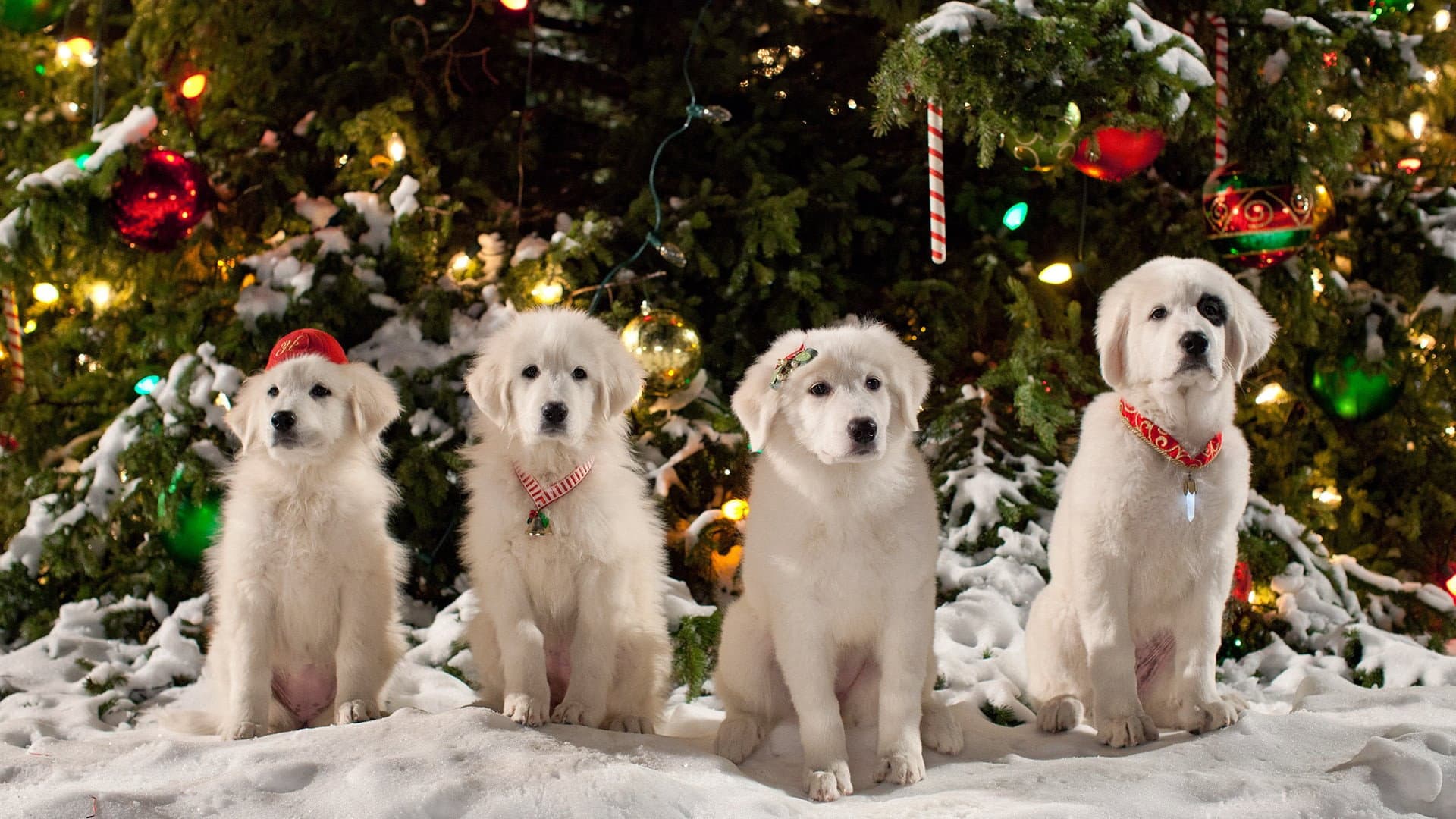Zampa 2 - I cuccioli di Natale - immagine