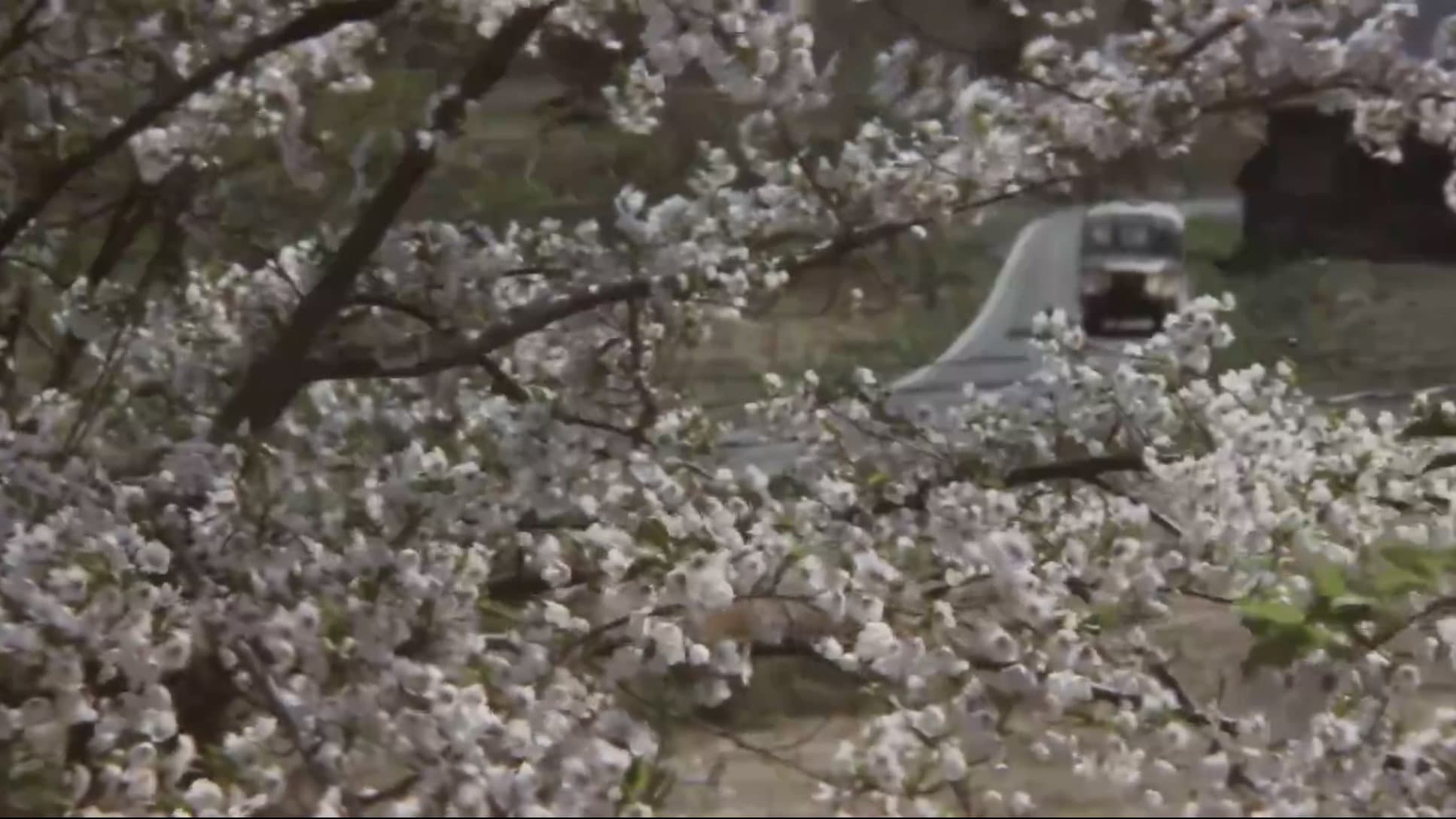 同胞 - immagine