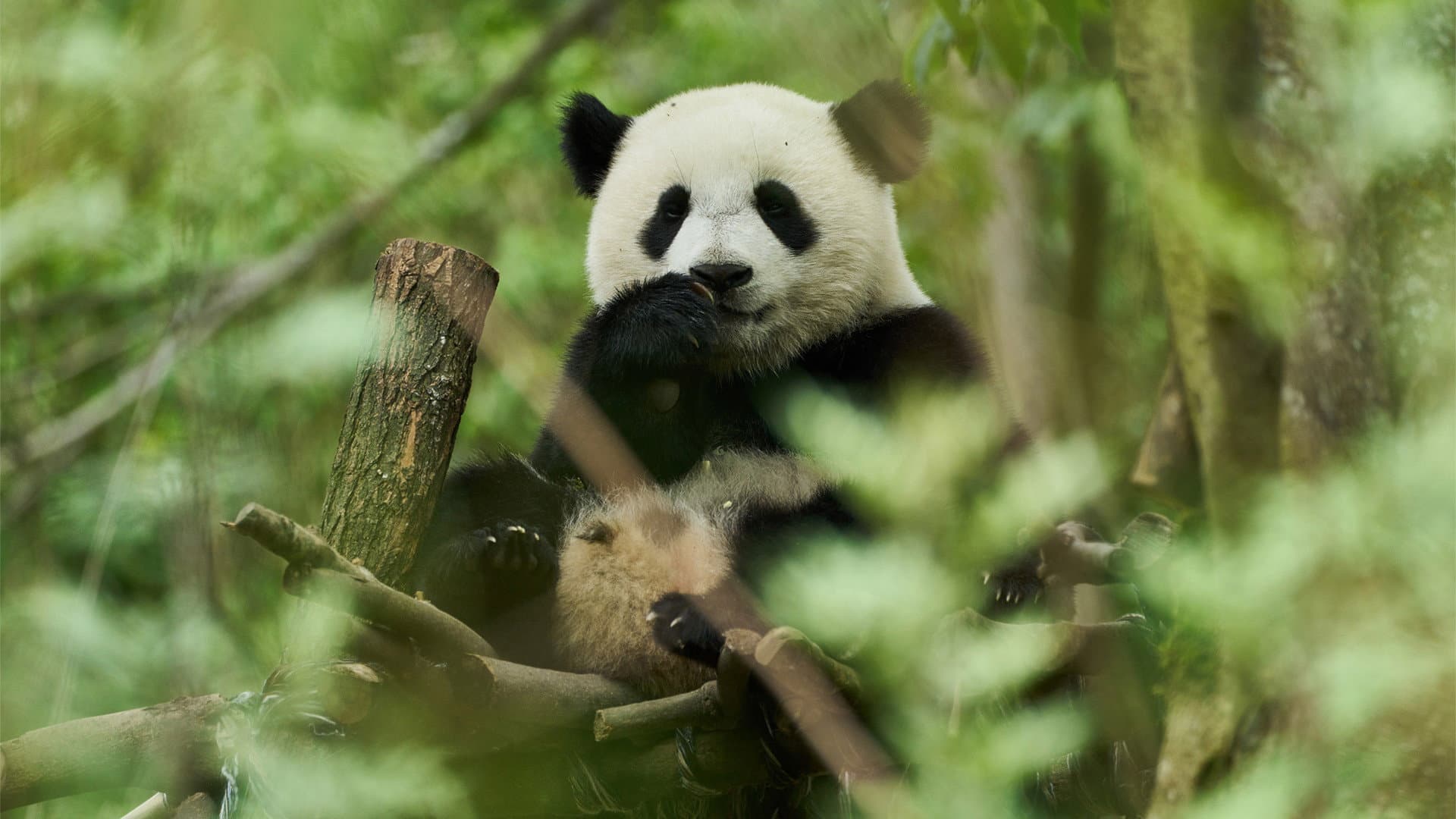 Moon il panda - immagine