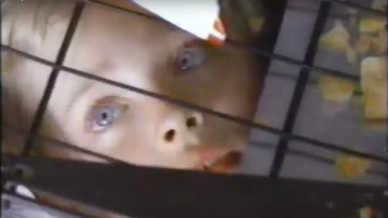 The Innocent - immagine