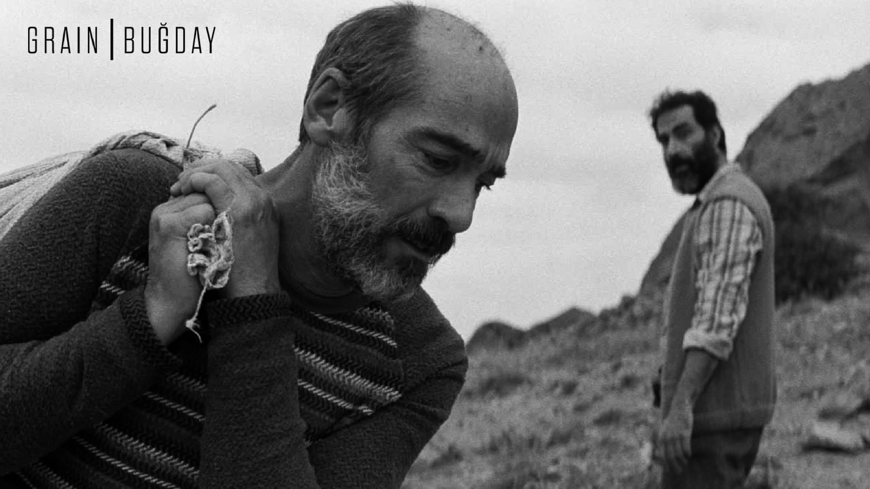 Buğday - immagine