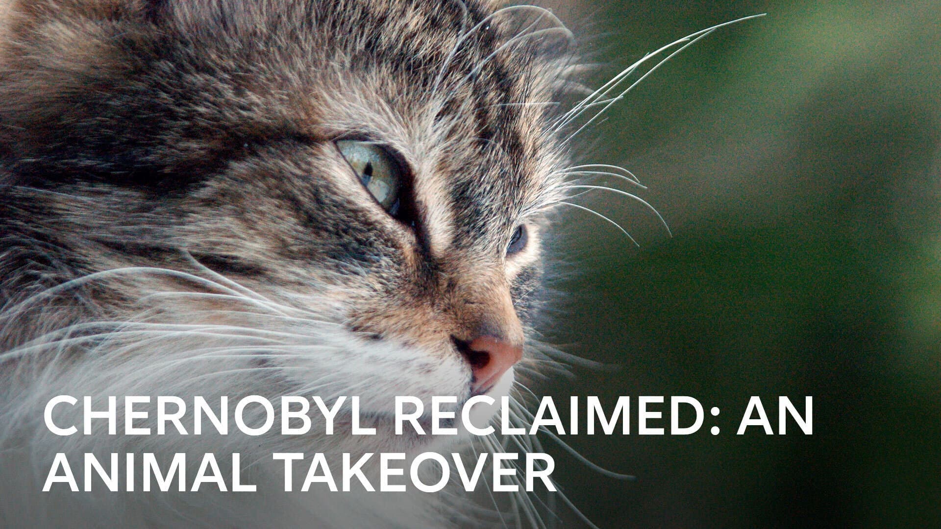 Chernobyl Reclaimed: An Animal Takeover - immagine
