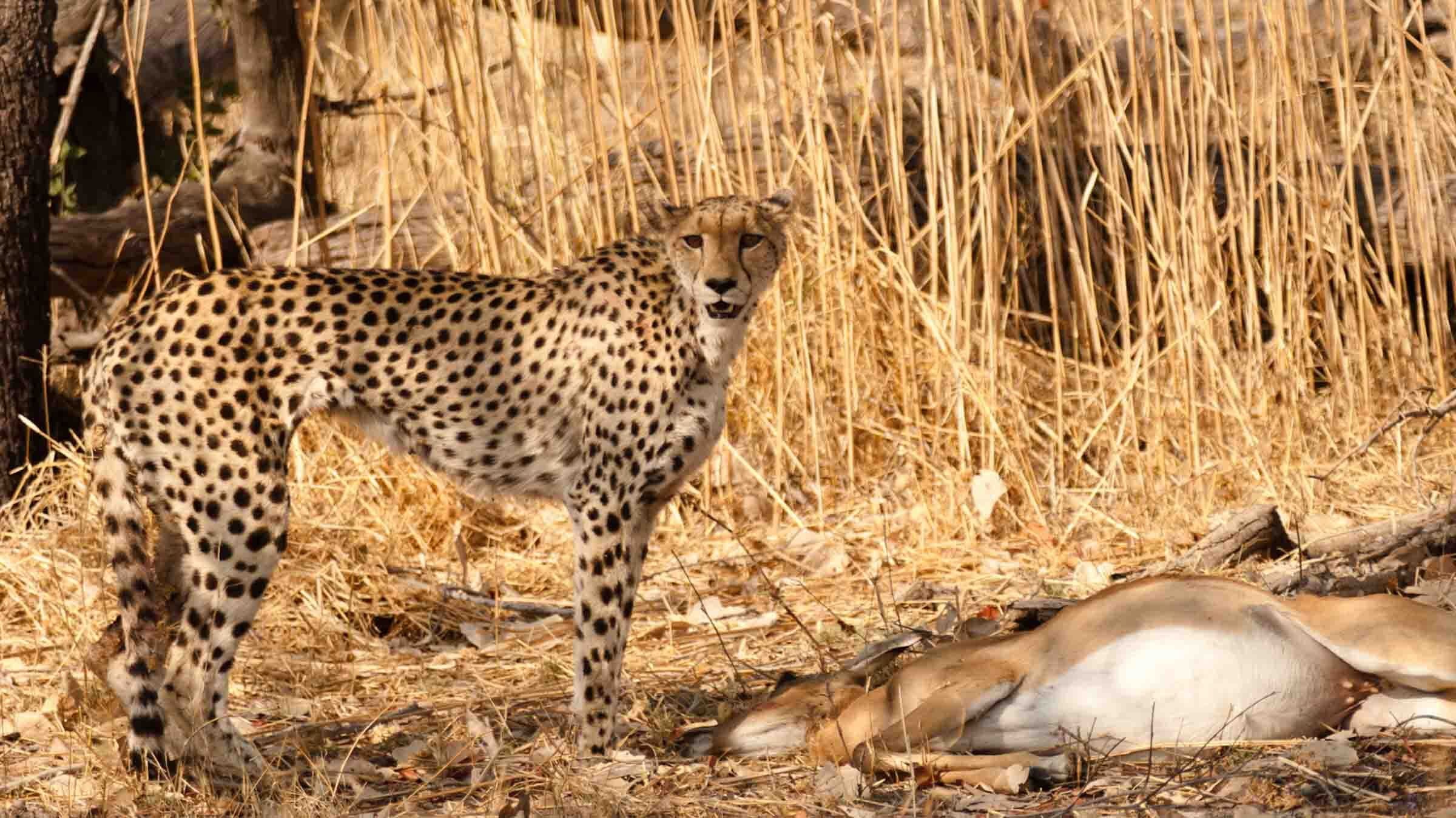 Serengeti Speed Queen - immagine