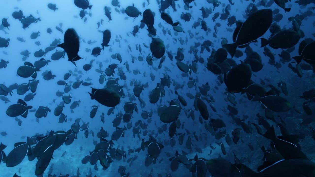 Atlantic: The Wildest Ocean on Earth - immagine