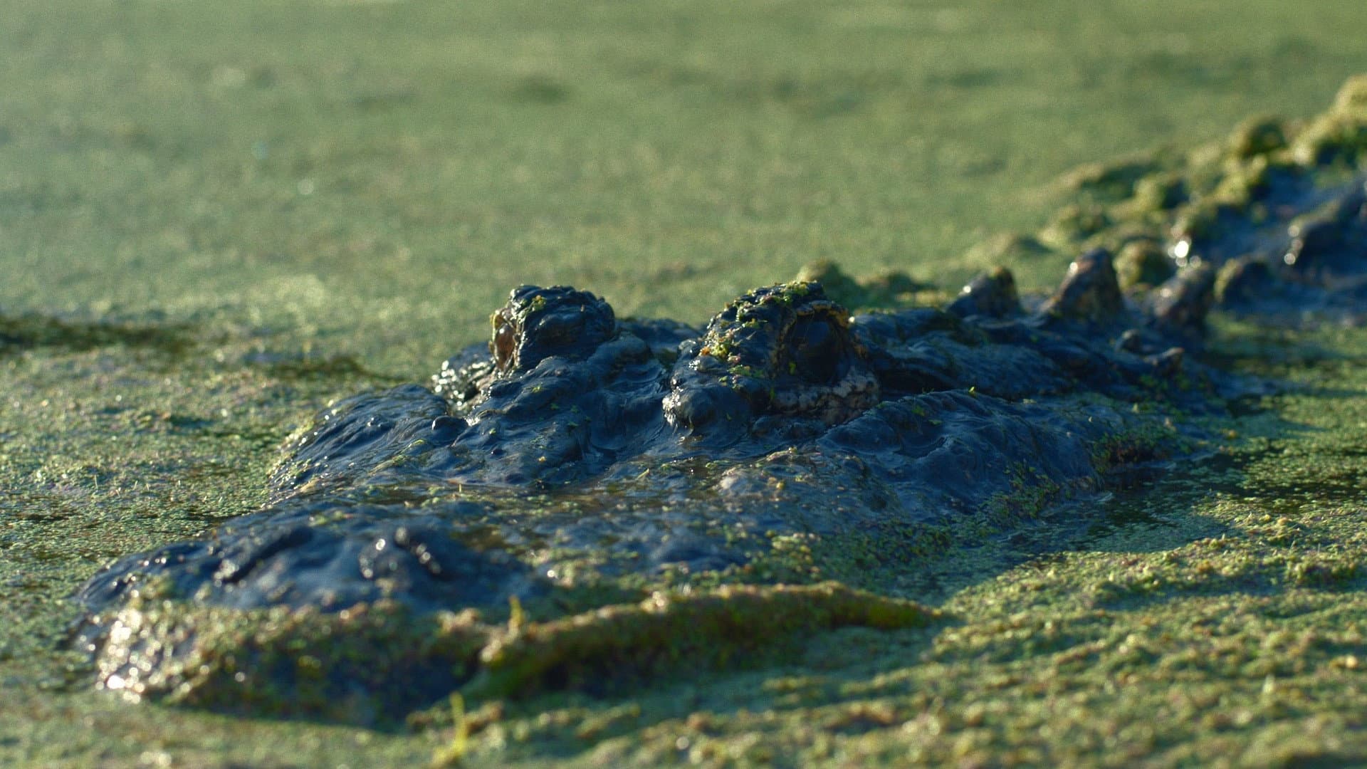 Gator Lake - immagine
