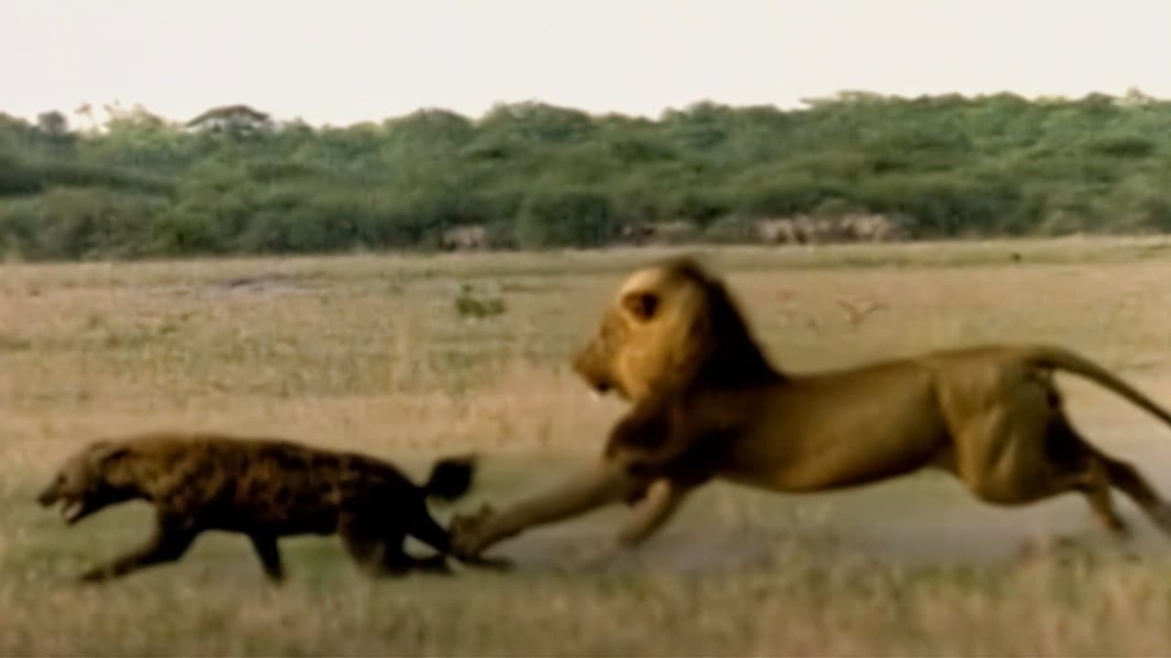 Eternal Enemies: Lions and Hyenas - immagine
