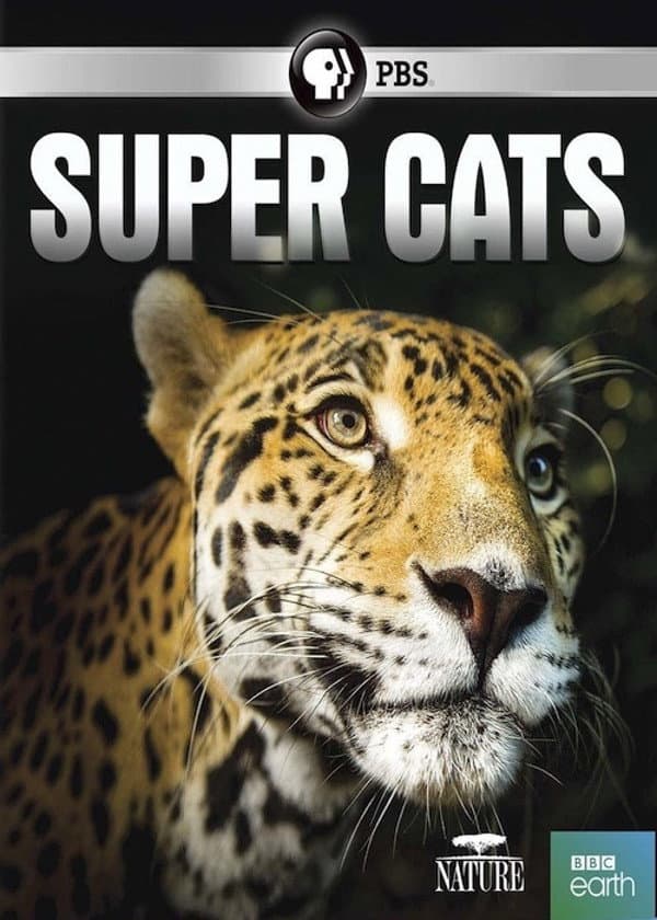 Poster di Super Cats