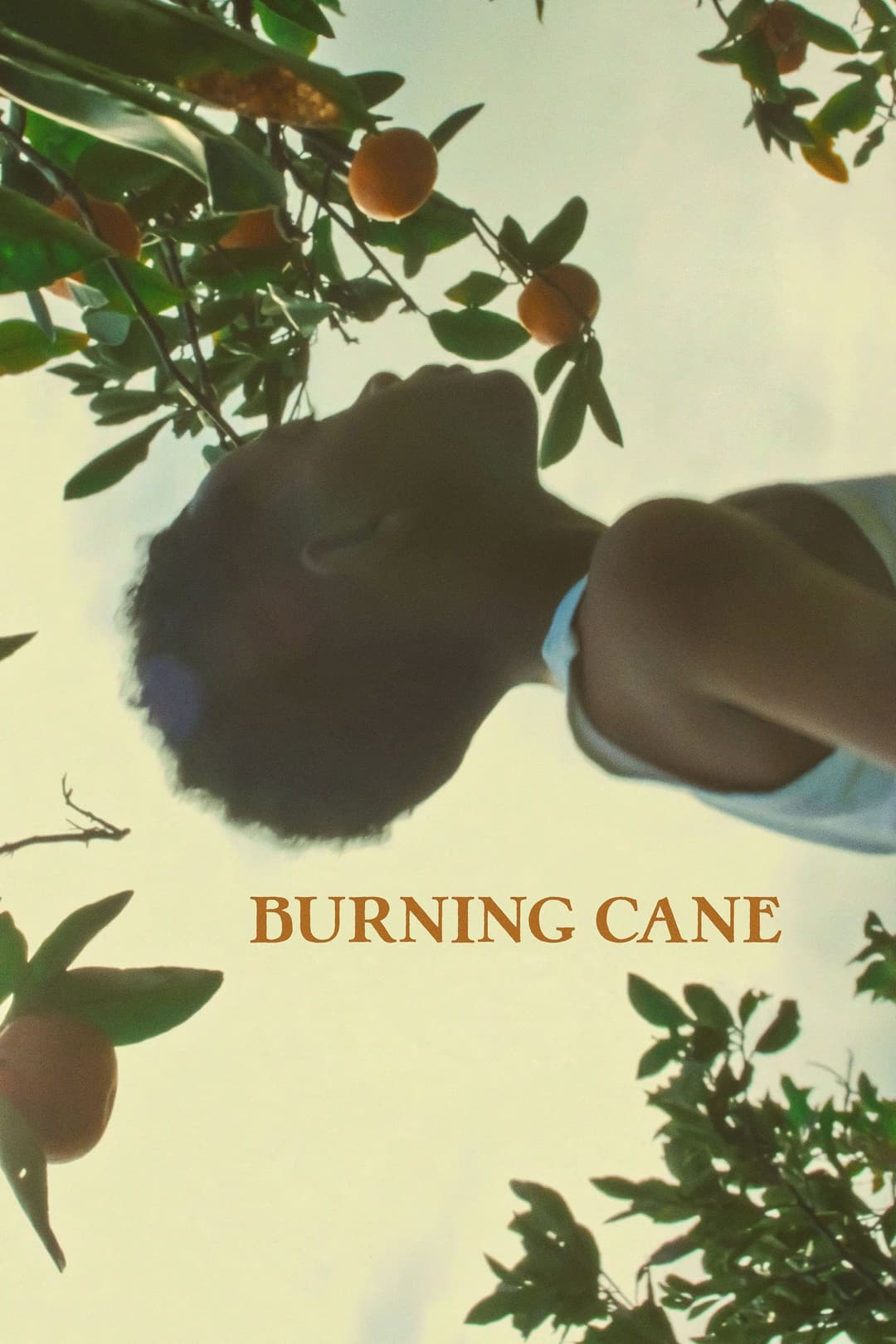 Poster di Burning Cane