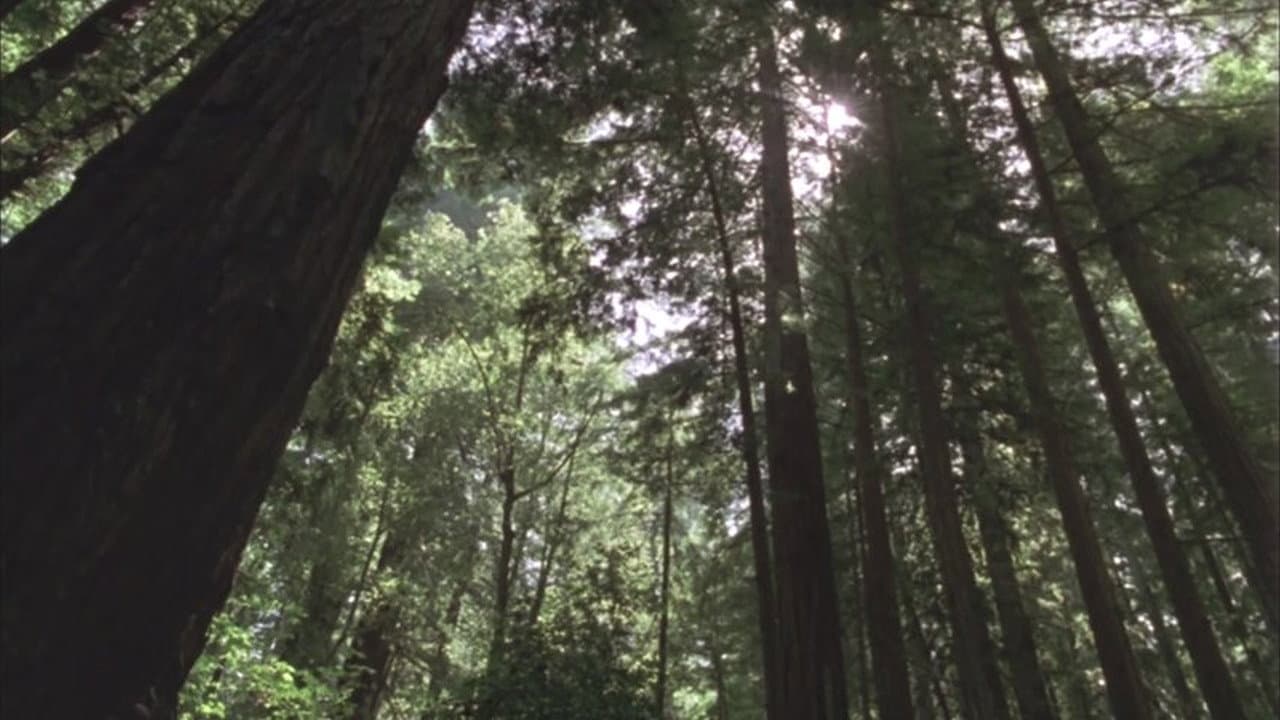 Redwood Curtain - immagine
