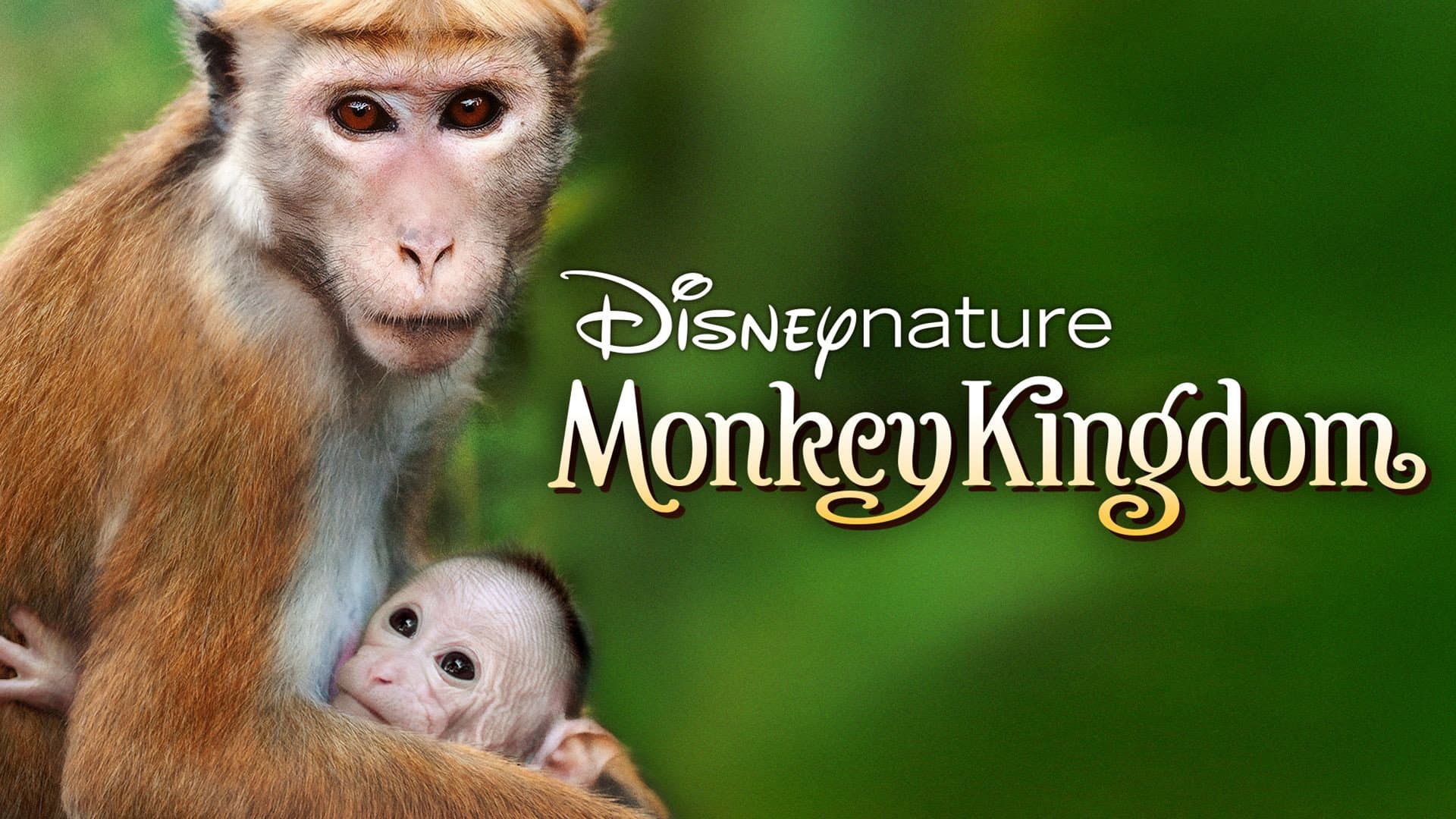 Monkey Kingdom - immagine