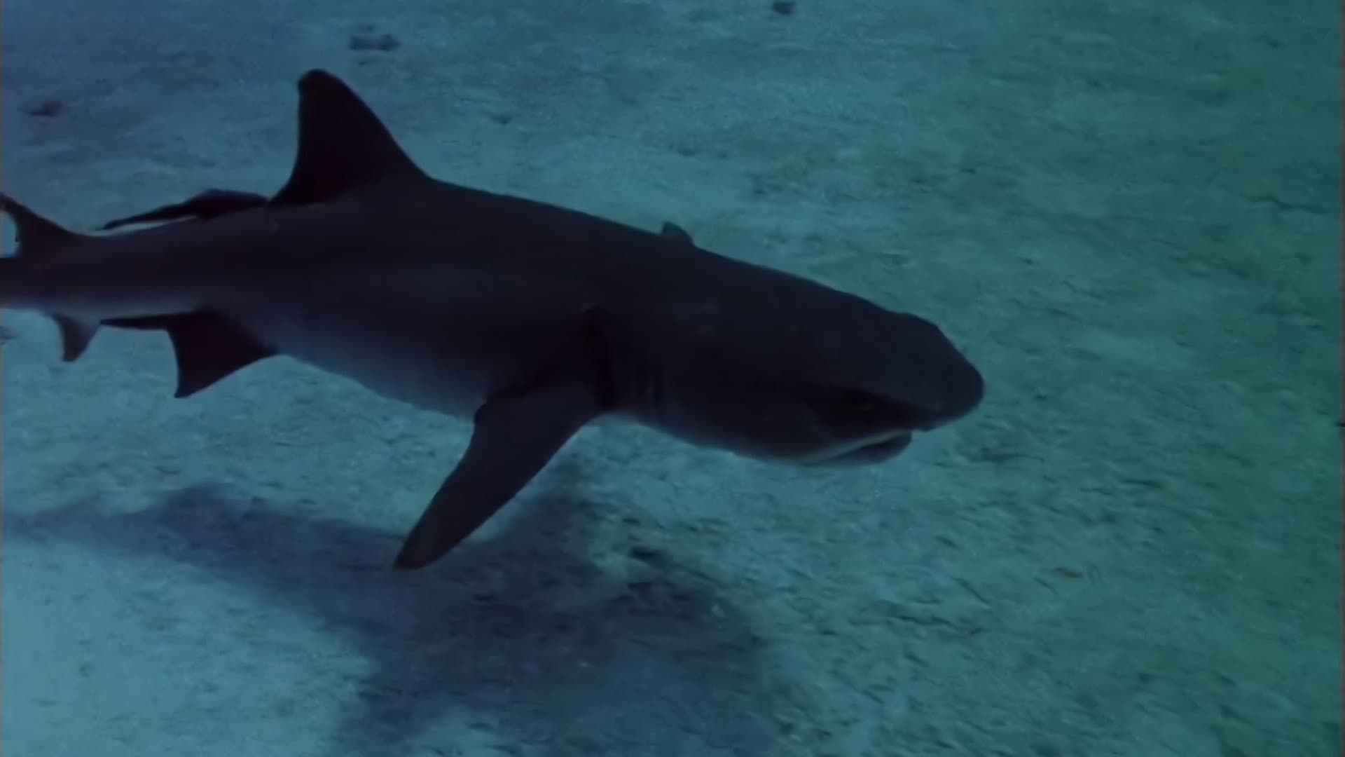 Sharks' Treasure - immagine