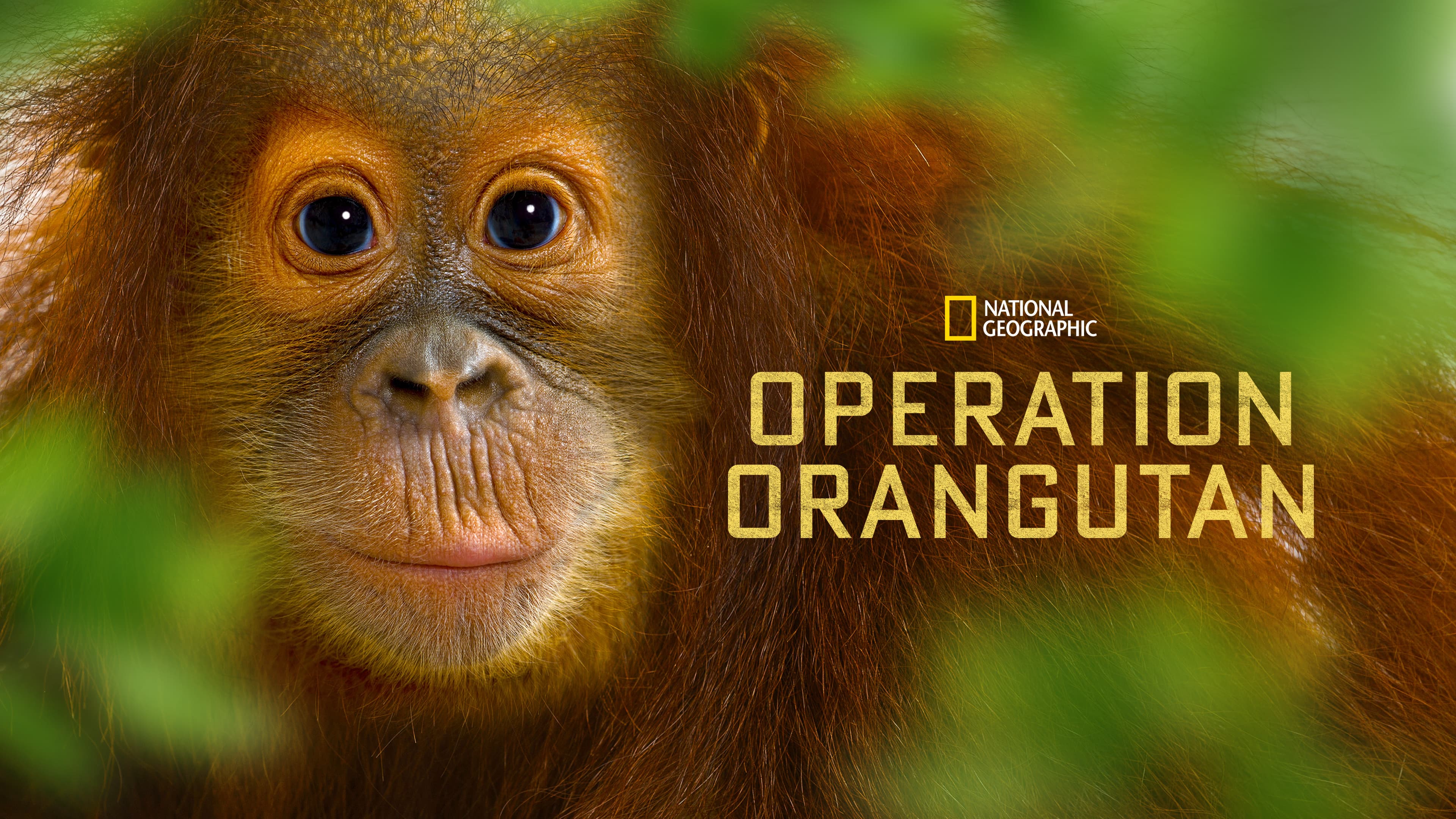 Operation Orangutan - immagine