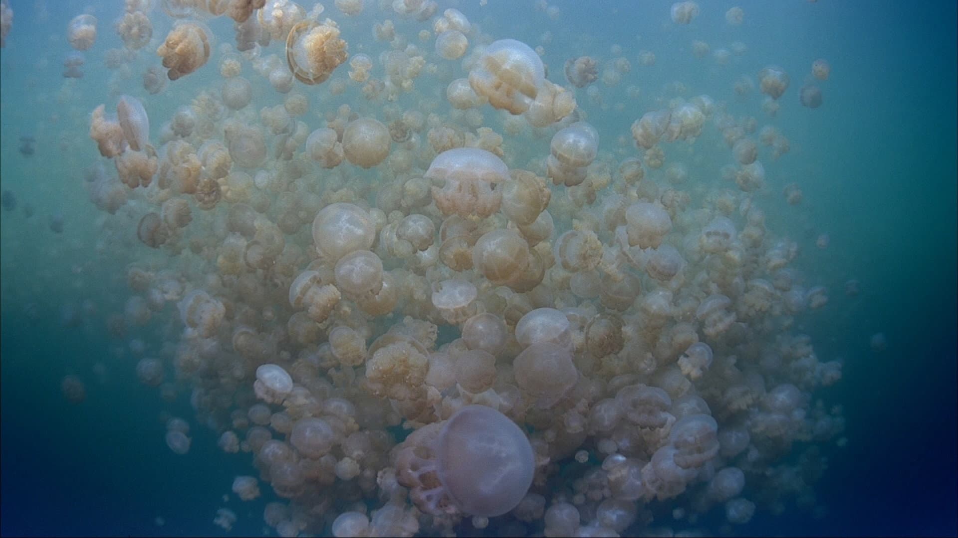 The Living Sea - immagine