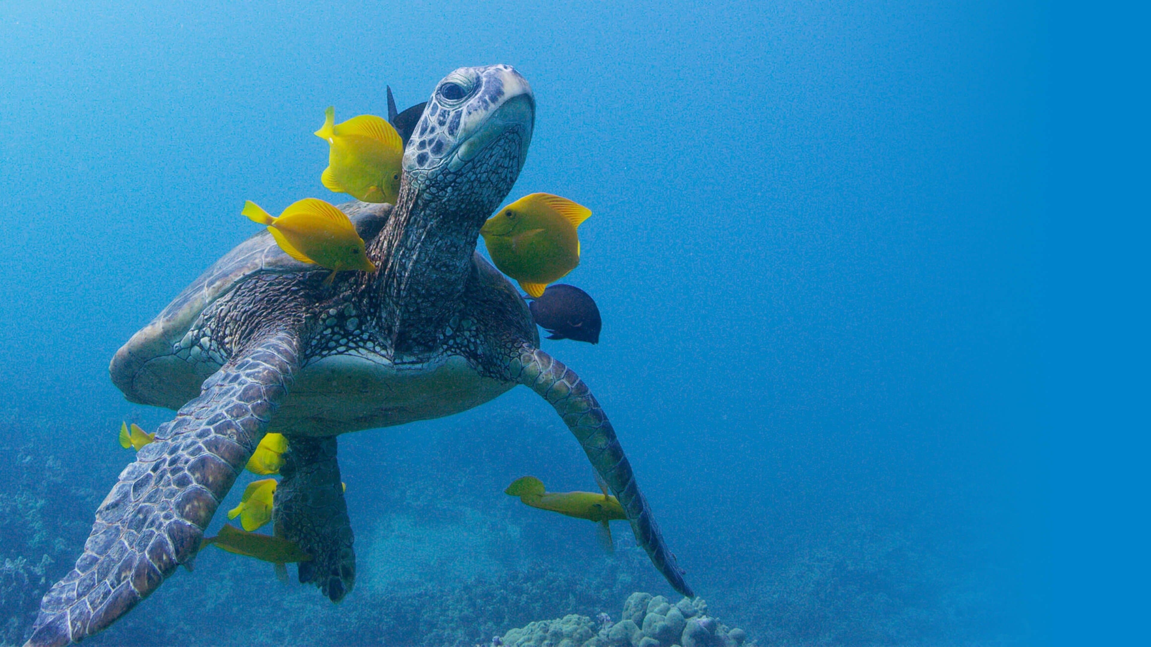 Soul of the Ocean - immagine