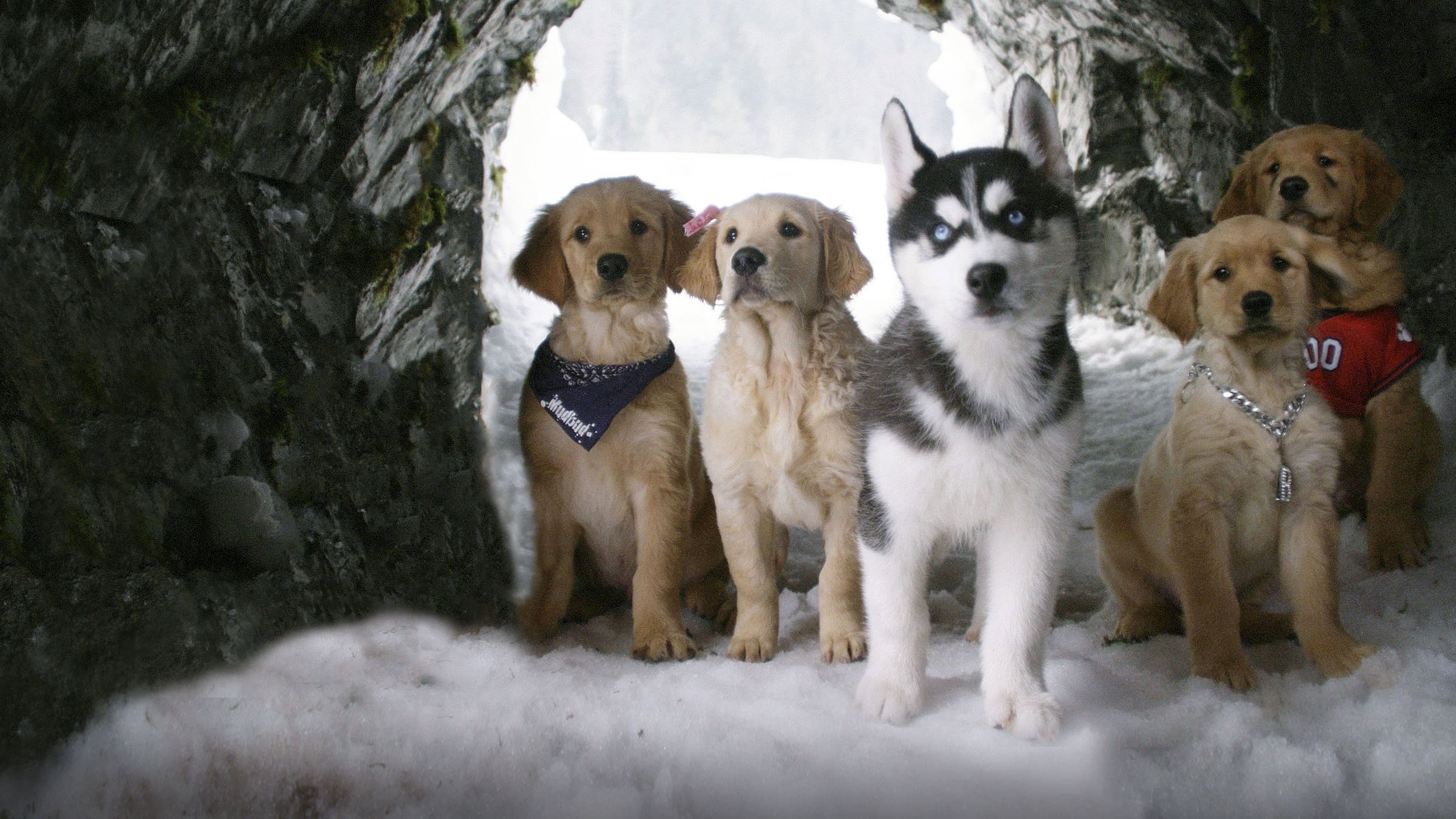 Supercuccioli sulla neve - immagine