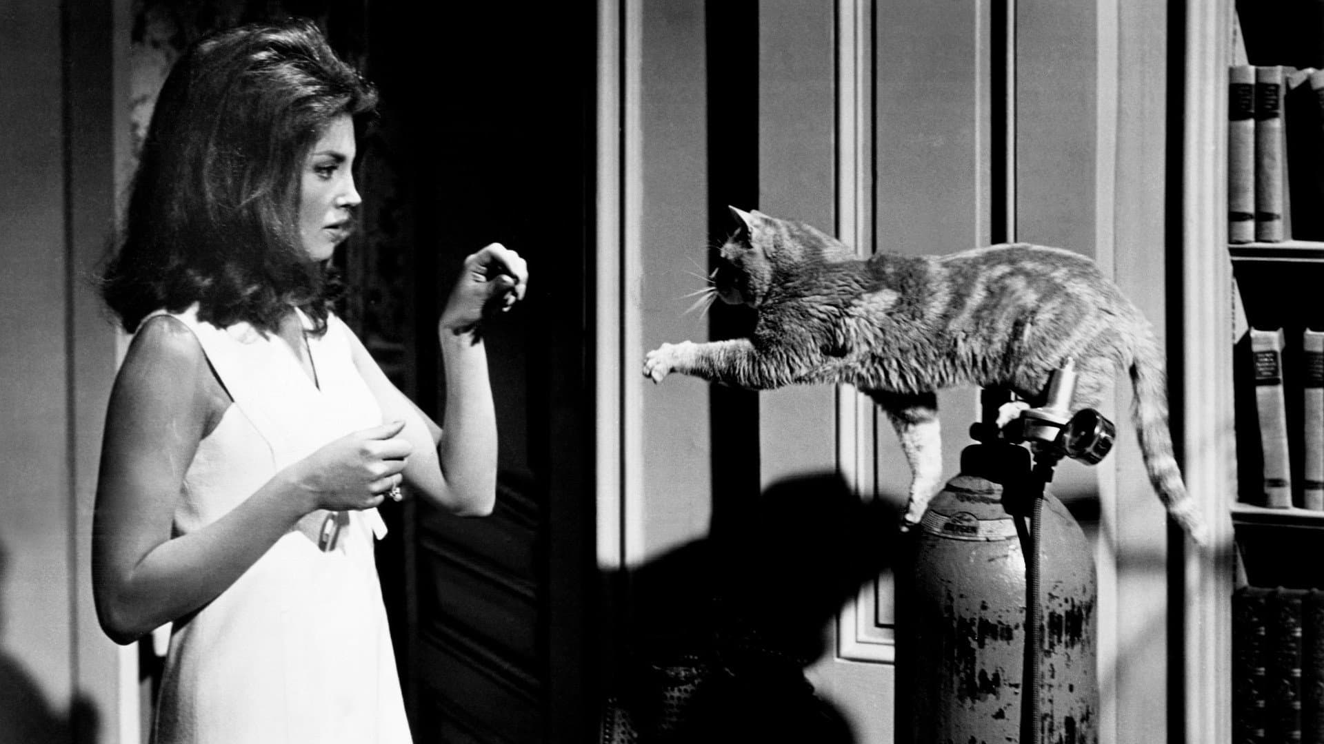 Il terrore negli occhi del gatto - immagine