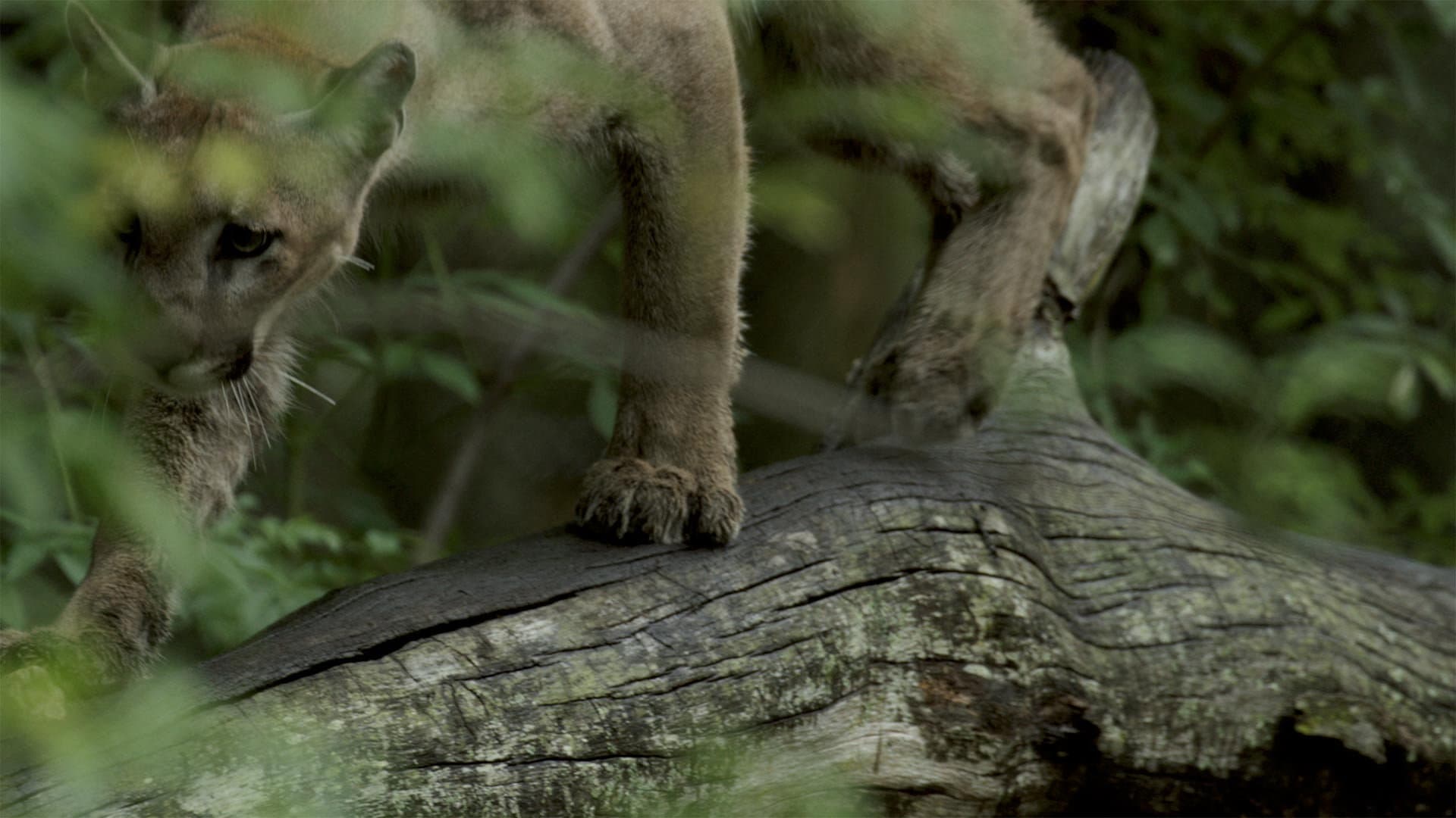 Path of the Panther - immagine