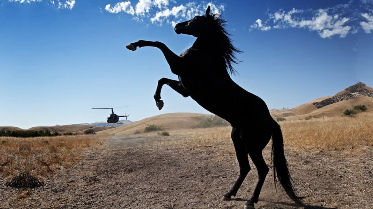 Wild Horses - immagine