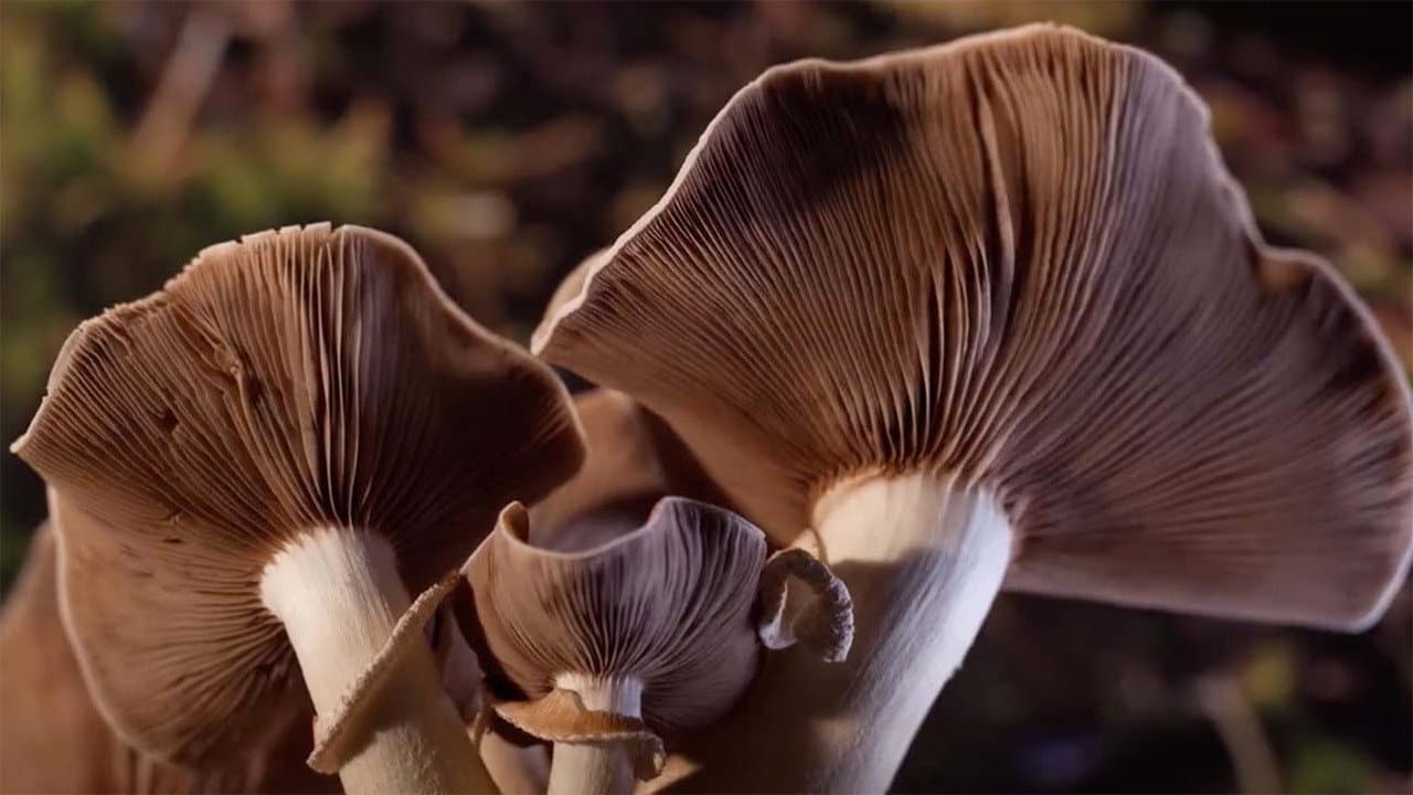 Funghi fantastici - immagine