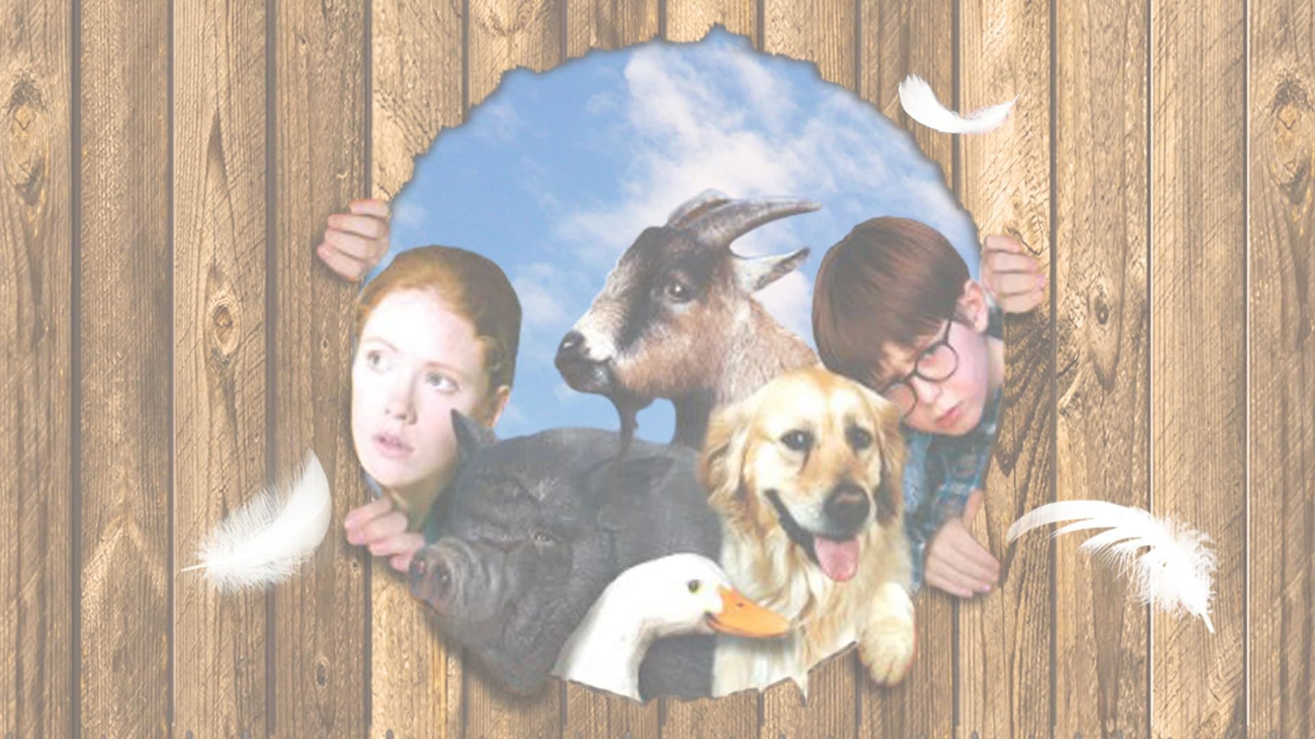Pets - immagine