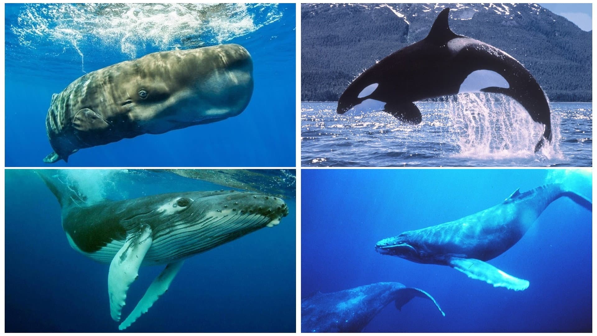 Whales: An Unforgettable Journey - immagine
