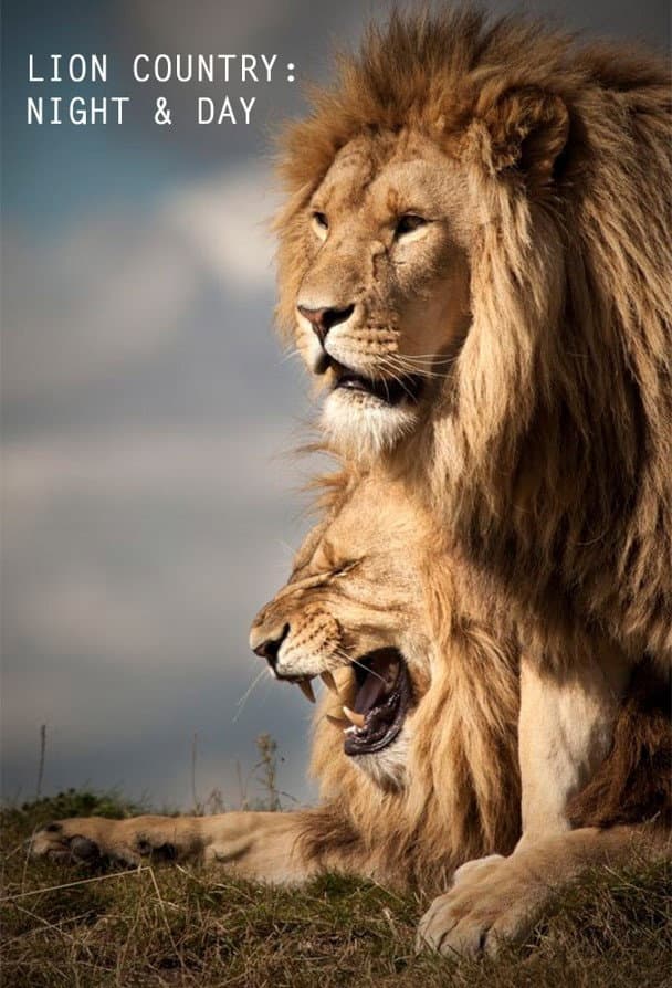 Poster di Lion Country: Night and Day