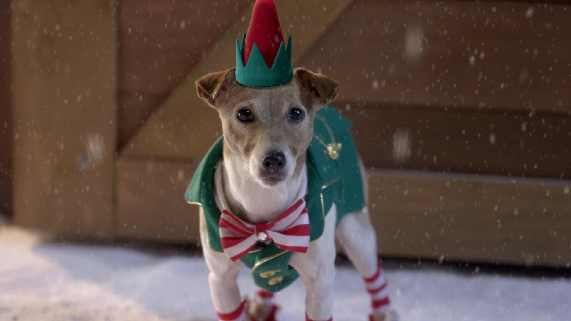 Supercuccioli a Natale - immagine