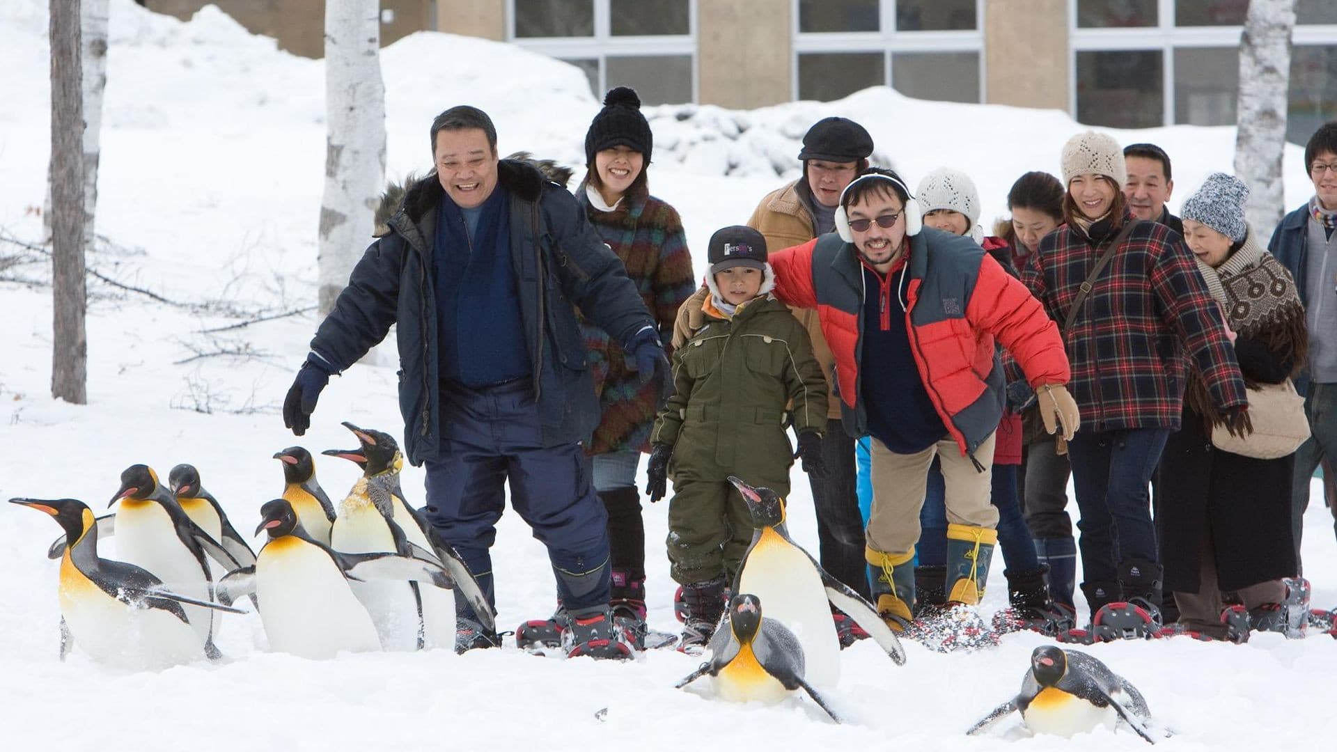 旭山動物園物語 ペンギンが空をとぶ - immagine