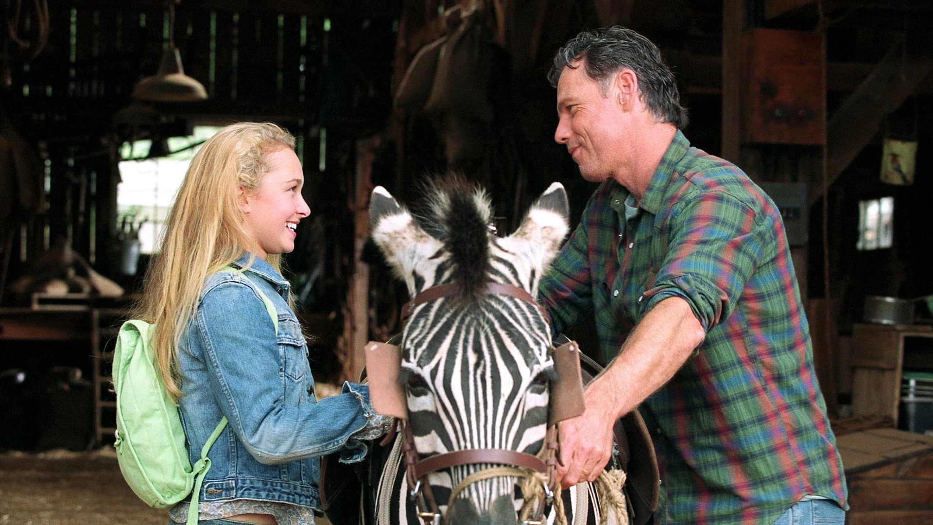 Striscia, una zebra alla riscossa - immagine