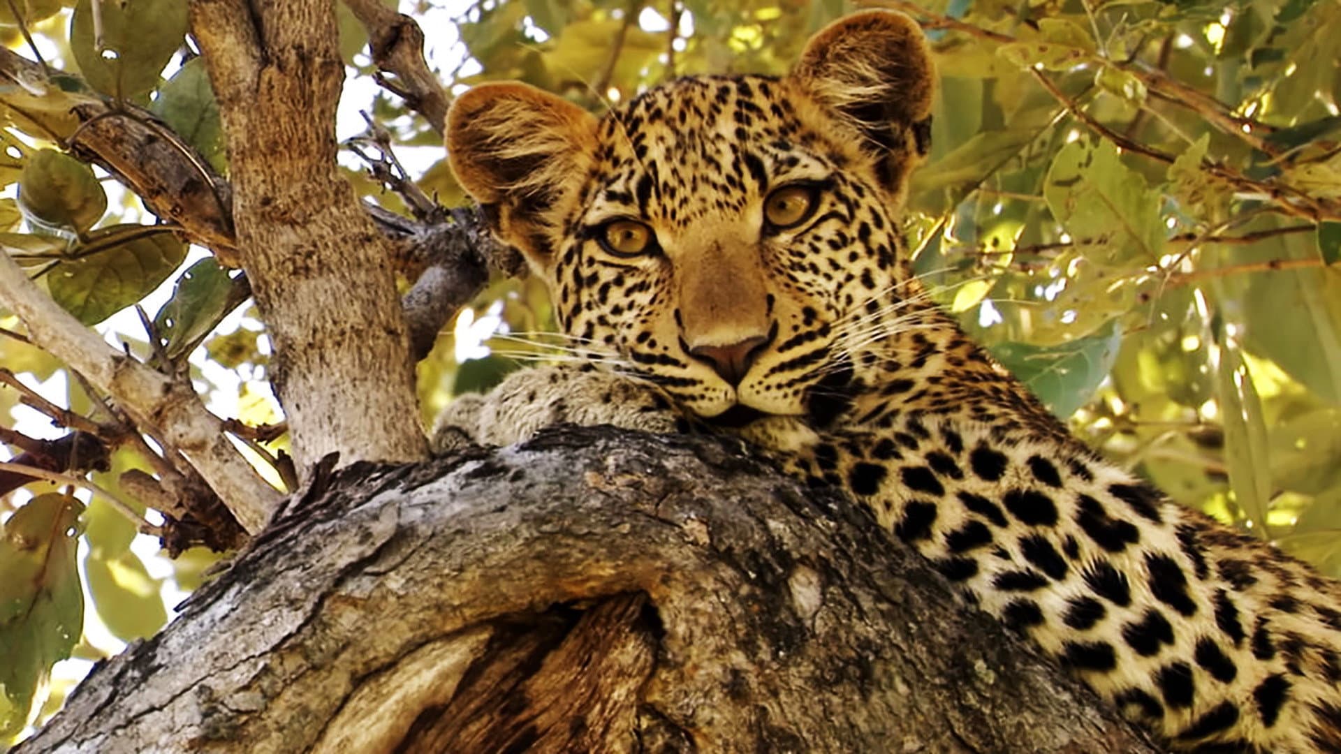 Eye of the Leopard - immagine