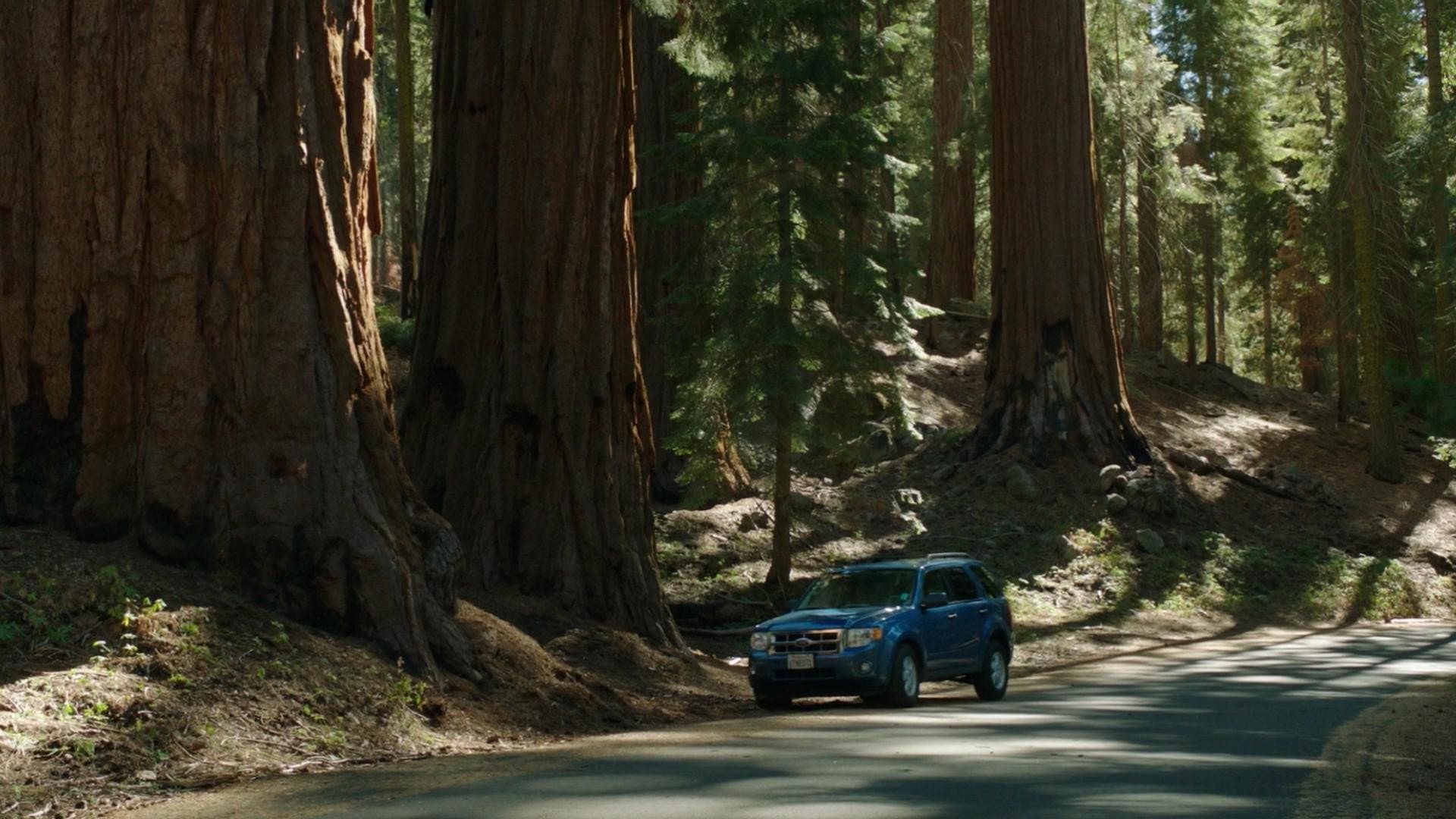 Sequoia - immagine