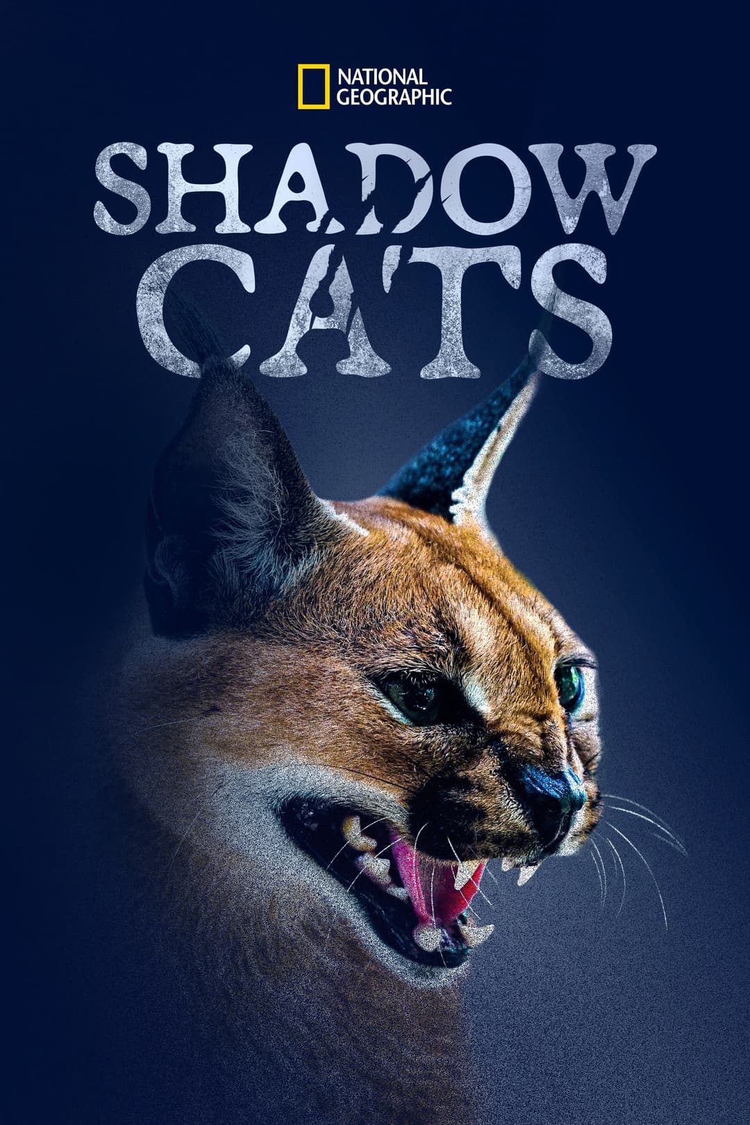 Poster di Shadow Cats